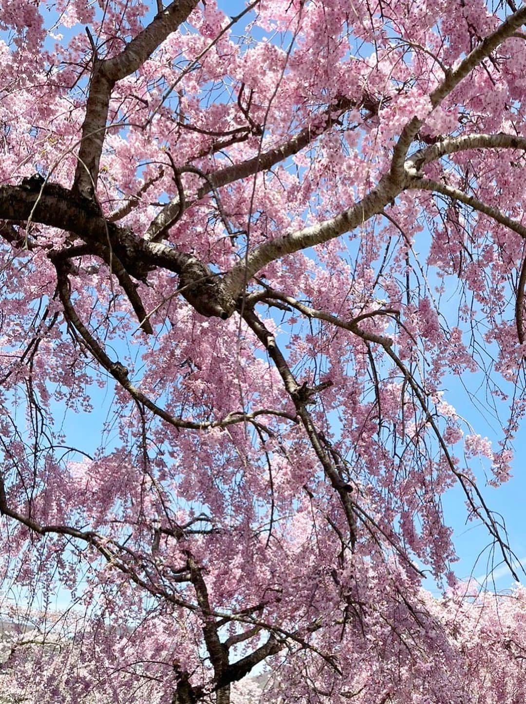 沢瀉美緒さんのインスタグラム写真 - (沢瀉美緒Instagram)「※ Full blooming at Hakone ✨ @miyaginokiga  . 箱根では桜の名所だと言う宮城野に立ち寄って ぷらりお散歩🚶‍♀️ . 沢山の枝垂れ桜と川沿いのソメイヨシノが 今、満開を迎えています🌸 . 川のせせらぎと鳥の囀り、 そして満開の桜。 春を感じる場所でした✨ . . #宮城野 #sakura #桜 #花見」4月6日 8時42分 - mio_omodaka