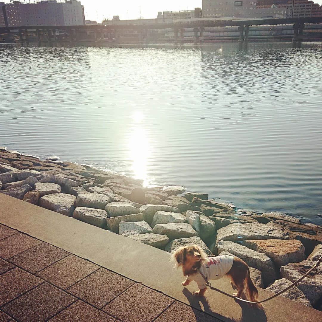くるみんのインスタグラム：「* お散歩中、あずきちゃーんって呼ぶと振り向く💓 あぁ可愛い❤️ * #カニンヘンダックスの日常 #カニンヘンダックス大好き #カニンヘンダックスフンド #カニンヘンダックスフント #カニンヘンダックスフンドチョコタン #カニンヘン #カニンヘンダックス #カニンヘンの会 #チョコタンダックスフント #チョコタンダックスフンド #チョコタンダックス #チョコタン #ダックスフントカニンヘン #ダックスフント #ダックスフンド #ダックス #ダックスの日常 #ダックスフンドカニンヘン #ダックス部 #ダックス短足部 #いぬばか部 #いぬすたぐらむ #短足部 #お散歩 #east_dog_japan #all_dog_japan #todayswanko #dachshund #dachs #dog」