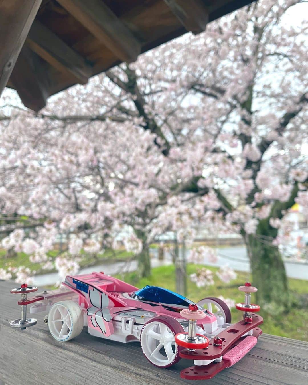 ミニ四駆のインスタグラム：「Twitterで実施している #ミテ四駆 の #撮影部門 受賞作品、SUNDAYさんの『sakura』です。おめでとうございます👏💯 あいにくの曇り模様が逆にフィルター加工したような雰囲気のある写真に仕上がっています✨🌸曇り空でも良い気分で👍  #サンダーショットMK2 #m4condele  #ミニ四駆  #tamiyamini4wd   #mini4wd」