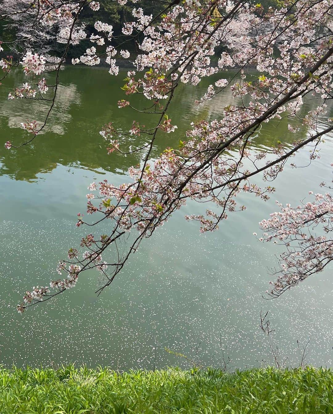 ハ・ヨンスさんのインスタグラム写真 - (ハ・ヨンスInstagram)「今年の春も千鳥ヶ淵でローボートに乗ってお花見しました🌸」4月6日 8時58分 - hayeonsoo_