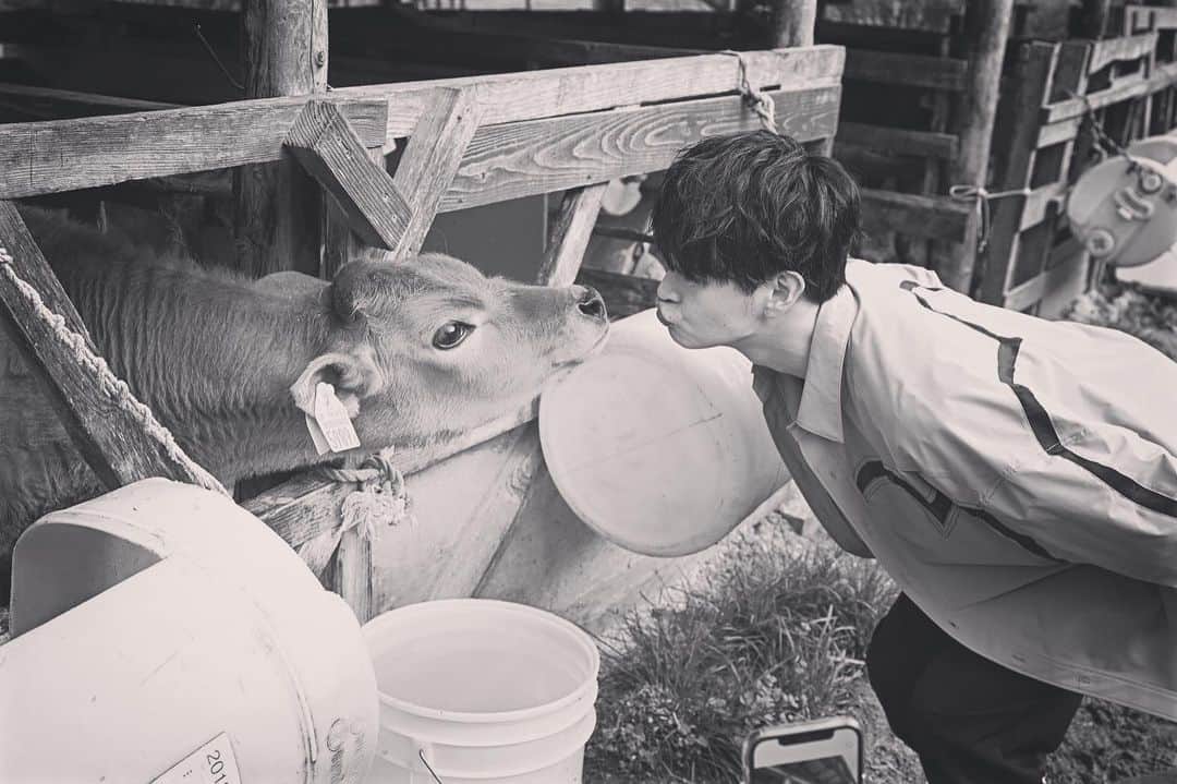 瀬戸康史のインスタグラム：「旅に行ったよ。 子牛、可愛かった。  @utsukushii_bstbs @sirakibokujou」