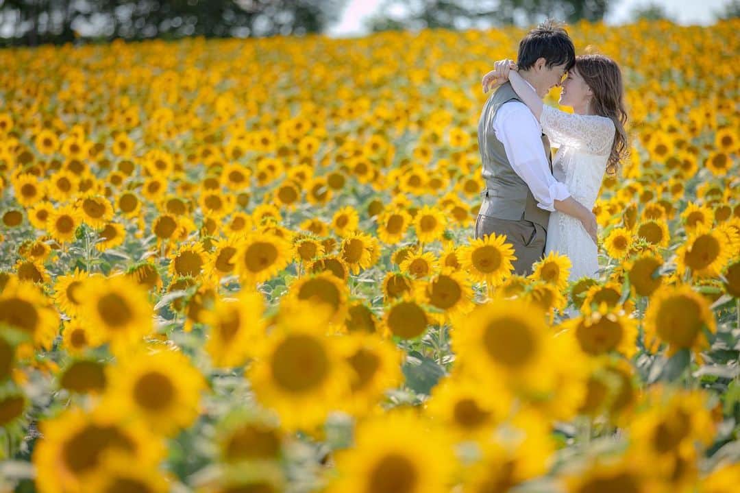 STUDIO SOLAのインスタグラム：「⁡ 【北海道の大自然で最高のフォトウェディング🌻】  ひまわりロケーションご検討の方はここに行くべきです‼️ イチオシのロケ地として毎年多くの方からご要望を頂くロケ地です✨（札幌店でのお支度でのご案内となります） 着いた瞬間から圧巻ですよ 😀  毎年大好評の 北海道スタジオSOLAが 2023年は6月〜10月で期間限定OPEN☀️  ⁡ 詳しくは最寄りの店舗までお電話またはメールにて お気軽にお問い合わせ下さい😀 ⁡ 今年は札幌に新店舗が4/29にオープンするので 札幌店で和装撮影を行い、美瑛店で洋装撮影行うのも可能です✨ 6月なら札幌オープン記念での特別割もご用意してますので要チェックです♫  デコルテ公式アカウント ▷▷ @decollte_weddingphoto ⁡ スタジオアクアSOLA ▷▷ @studiosola_hokkaido  ⁡ ⁡ #d_weddingphoto #デコルテフォト #スタジオソラ #美瑛前撮り　 #スタジオSOLA #北海道ウェディング　 #撮る結婚式 #ウェディング #ウェディングフォト #フォトウェディング　 #花嫁 #プレ花嫁 #卒花嫁　 #関東花嫁 #リゾートウェディングフォト #花嫁準備 #前撮り #ひまわり畑  #結婚式 #結婚式準備  #ヘアメイク #洋装前撮り #和装前撮り #ドレス試着 #北海道前撮り  #向日葵  #プレ花嫁さんと繋がりたい #全国のプレ花嫁さんと繋がりたい #日本中のプレ花嫁さんと繋がりたい　 #ひまわり」