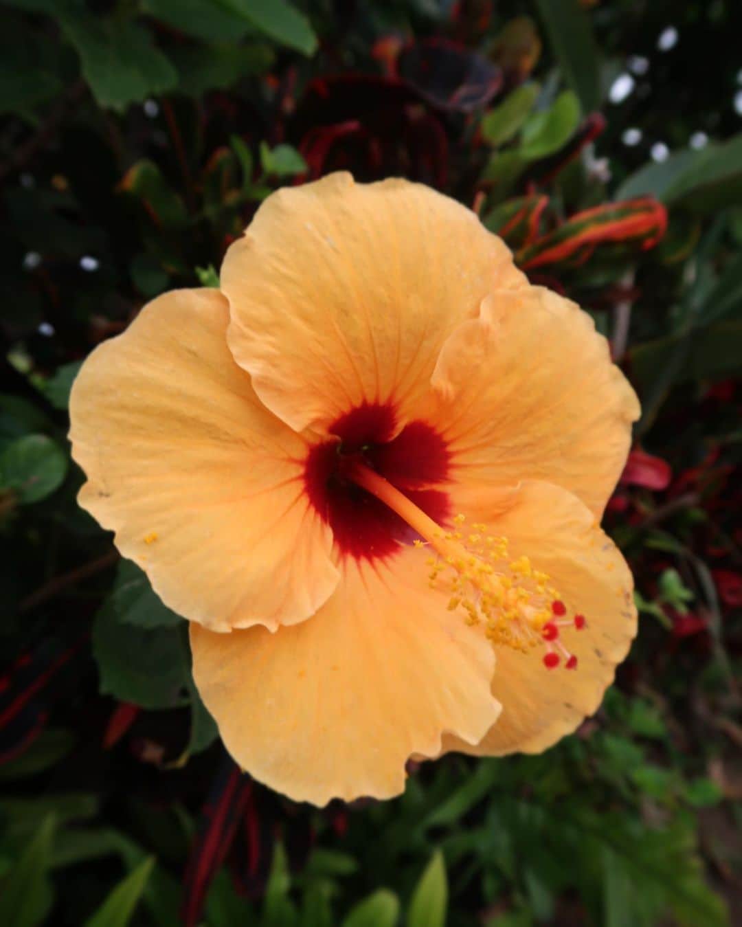 のインスタグラム：「✨🌺✨」