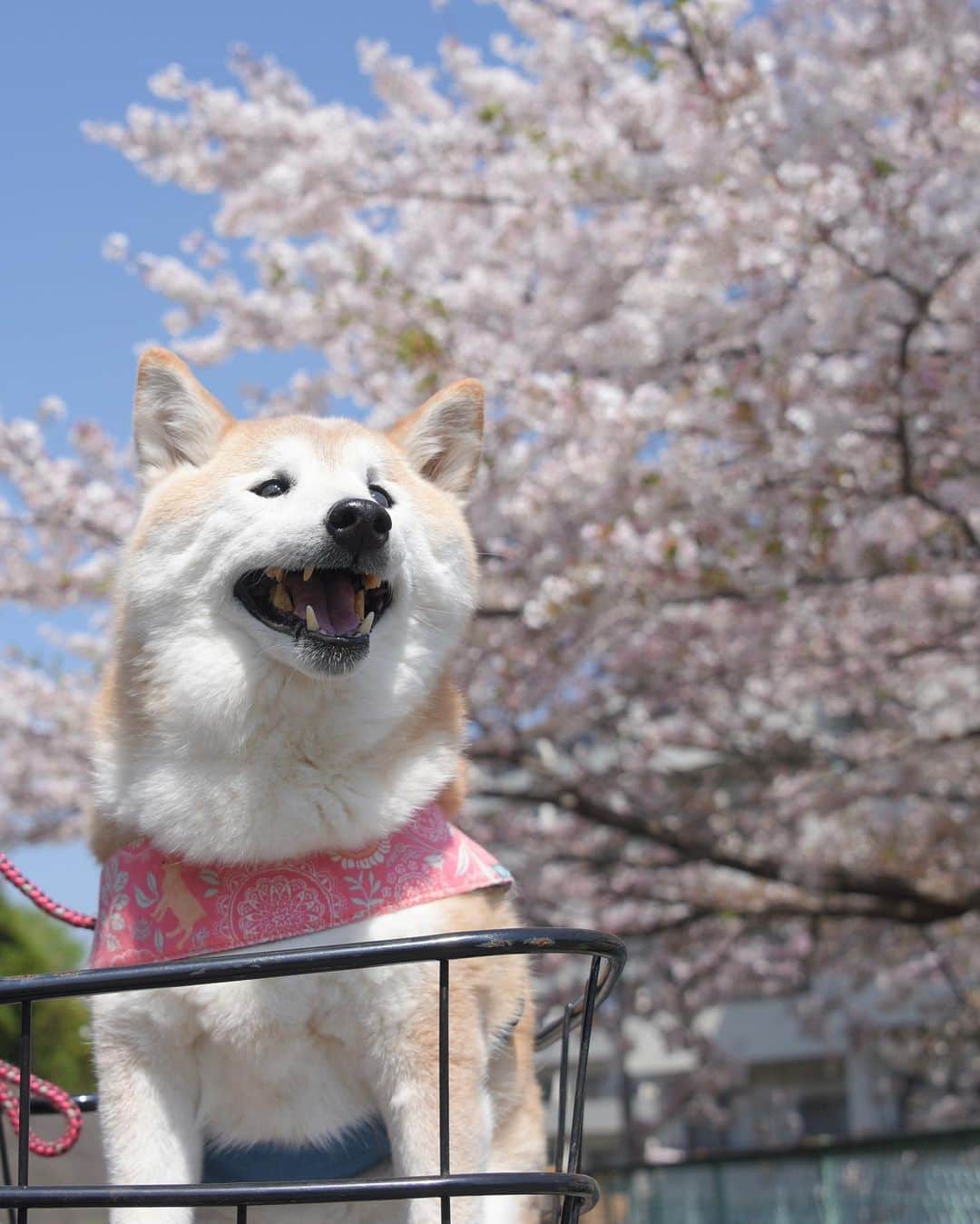 meekooのインスタグラム：「公園からの帰り道は桜を探して遠回り🌸 青空と一緒に撮れました😊 2023.4.1撮影」