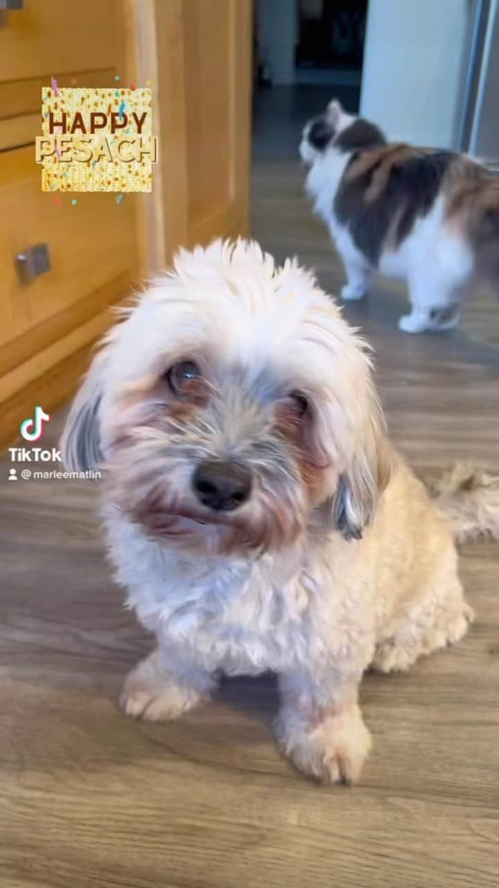 マーリー・マトリンのインスタグラム：「He likes it! Desi likes matzah! #happypassover #matzah #havanese #asl」