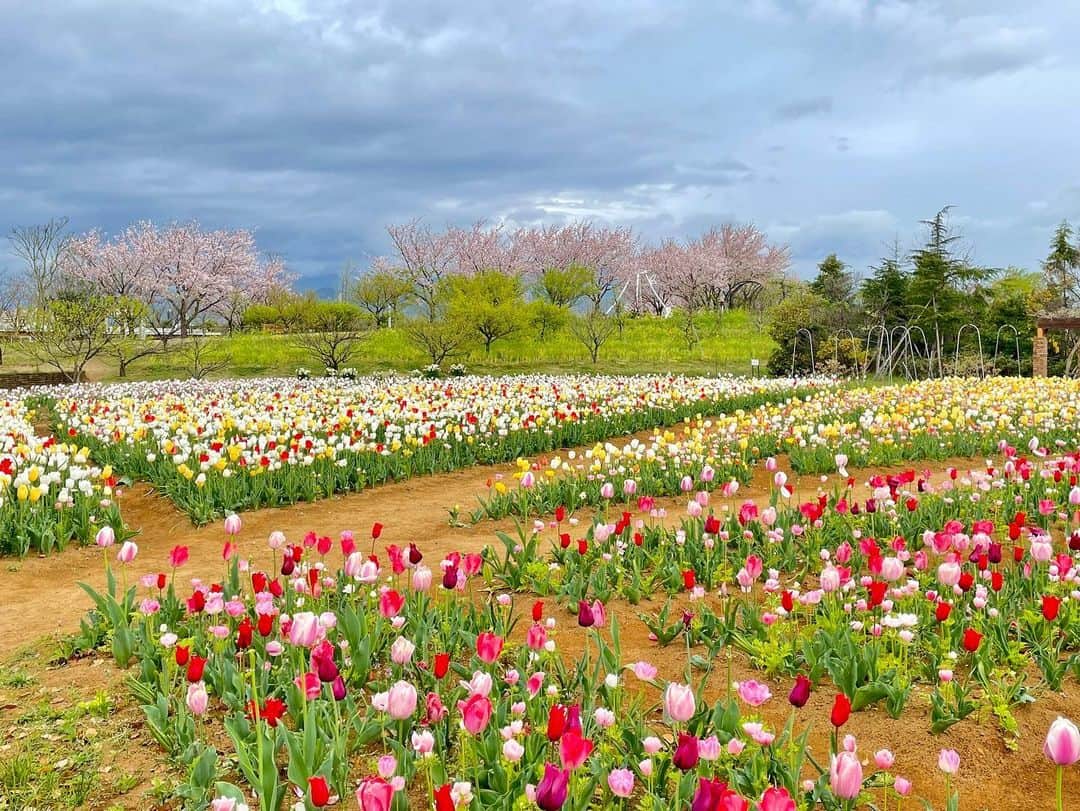 依田司さんのインスタグラム写真 - (依田司Instagram)「4月6日（木） 神奈川県平塚市の花菜ガーデンから春爛漫のお花畑をご紹介。 チューリップをはじめ、スイセン、アネモネなど５６品種７万球の花々が咲き誇っています。 お花畑の中に散策路があるので気に入ったお花を身近に愛でることが出来ます。 そして、花より団子という方にも必見です。「春限定お花見ピクニック」と題してお料理はもちろん、デザート、レジャーシートなど、手ぶらでピックニックが出来るセットが登場しました。また、土日限定でオムレツやフレンチトースト、自家製ハムのオープンサンドなどのモーニングが頂けます。  あしたは、広島県からの中継です。 広島の皆さんとは、きょう夕方の「ピタニュー」でお会いいたしましょう。  #花菜ガーデン #GAP #ギャップ #依田さん #依田司 #お天気検定 #テレビ朝日 #グッドモーニング #サタデーステーション #気象予報士 #お天気キャスター #森林インストラクター #グリーンセイバーアドバンス #プロジェクトワイルド #IPCC伝導者 #japan #japantrip #japantravel #unknownjapan #japanAdvenそture #japanlife #lifeinjapan #instagramjapan #instajapan #療癒 #ilovejapan #weather #weathercaster #weatherforecast」4月6日 9時38分 - tsukasa_yoda
