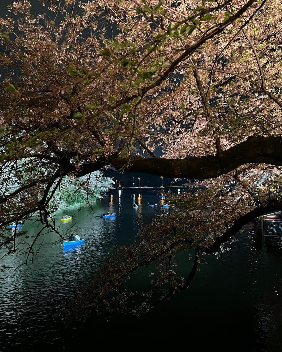 日下裕江さんのインスタグラム写真 - (日下裕江Instagram)「千鳥ヶ淵夜桜ライトアップ❀.*･ﾟ  千鳥ヶ淵のライトアップされた夜桜を見るのは初めて✨  昼間も凄く綺麗だけど、 夜桜も幻想的で素敵でした❀.*･ﾟ  いつもボートに乗りたいと思うけど、 結局はまた今度で一度も乗ったことがない🚣‍♀️  今後も乗ることはあるのだろうか？笑  ロルも嬉しそうでした🐶✨  #千鳥ヶ淵の桜 #千鳥ヶ淵ライトアップ #千鳥ヶ淵夜桜 #千鳥ヶ淵夜桜ライトアップ #夜桜 #夜桜ライトアップ #桜 #お花見」4月6日 9時58分 - hiroe___h