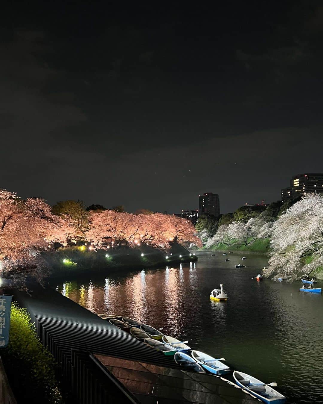 日下裕江さんのインスタグラム写真 - (日下裕江Instagram)「千鳥ヶ淵夜桜ライトアップ❀.*･ﾟ  千鳥ヶ淵のライトアップされた夜桜を見るのは初めて✨  昼間も凄く綺麗だけど、 夜桜も幻想的で素敵でした❀.*･ﾟ  いつもボートに乗りたいと思うけど、 結局はまた今度で一度も乗ったことがない🚣‍♀️  今後も乗ることはあるのだろうか？笑  ロルも嬉しそうでした🐶✨  #千鳥ヶ淵の桜 #千鳥ヶ淵ライトアップ #千鳥ヶ淵夜桜 #千鳥ヶ淵夜桜ライトアップ #夜桜 #夜桜ライトアップ #桜 #お花見」4月6日 9時58分 - hiroe___h