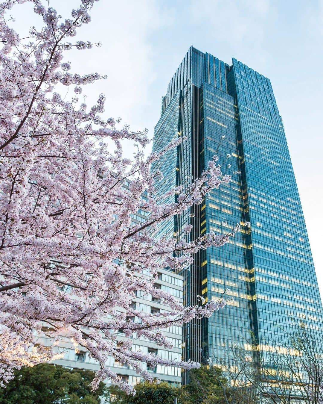 リッツ・カールトンのインスタグラム：「From the cherry blossoms of @ritzcarltontokyo to the lavish nature of @ritzcarltonreynoldslakeoconee, discover spring arriving in full flower from a perfect point of view.」