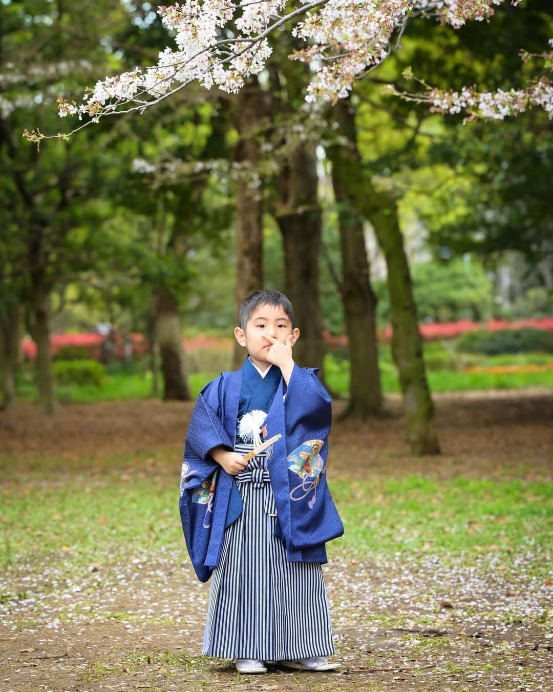 藤田志穂さんのインスタグラム写真 - (藤田志穂Instagram)「子鉄もよく頑張りました👏 ・ 今はおしりたんていブーム中なので、ポーズがほぼおしりたんてい🤣 ・ 本当は山手線持って撮りたかったんだけどなぁ🥹🚃 ・ それにしても ちょいちょい文句を言いながらも、着付けも撮影も移動も、全部頑張ってくれた🙌 ・ 年齢的にもこのタイミングだったからこそ、スムーズに出来たのもあるのかな？🤔 ・ ちなみに 着物を嫌がる子もいるとの事だったので、1週間ほど前から着物の写真を見せながら。。。 ・ 👩「これ、母ちゃんと一緒に着ようね〜？」 👩「ほら、着物のズボンが母ちゃんの着物と同じしましまだ💙」と写真を見せながら予告してた😂 ・ そのおかげか、着物も嫌がる事なく着る事が出来ました☺️ ・ 撮影後の千歳飴は格別だったようです🤣🍭 ・ #桜の七五三  #七五三  #753 #おしりたんてい」4月6日 10時31分 - shiho_fujita44