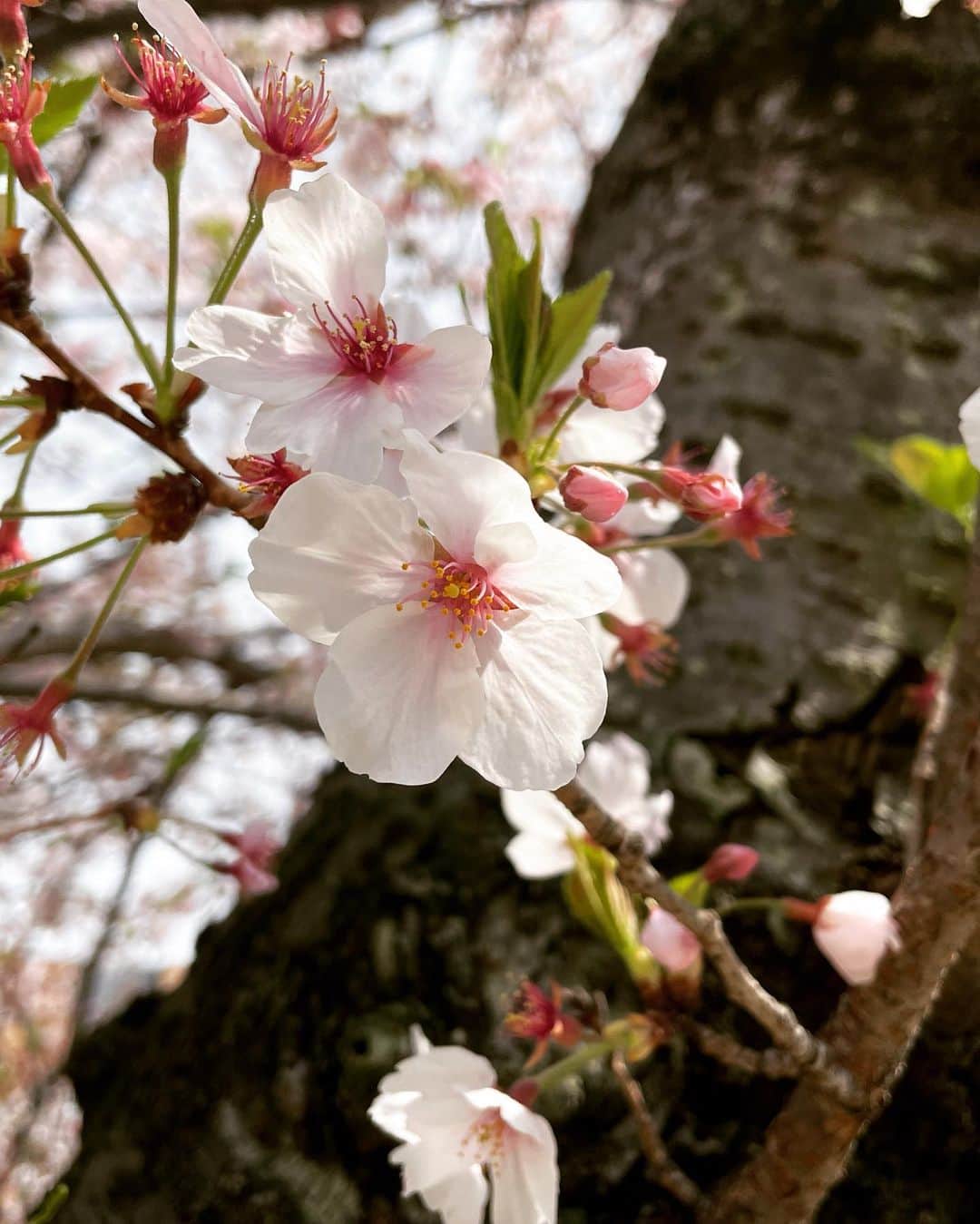 甲斐心愛さんのインスタグラム写真 - (甲斐心愛Instagram)「お散歩しました〜 さくらみながら🌸🌸 葉桜楽しめた!! 桜が咲いてる時に、ゆっくり見ることがあんまり無くなったかなって思っとったけん見れて嬉しかった(*´˘`*)♡ 由美子とリハーサルの休憩でお散歩しました🐶🐾🚶‍♀️  綺麗にポトって落ちとる桜見つけた!! ちぎってないけんね！笑  #桜 #お花見 #お散歩 #春 #広島」4月6日 10時43分 - k_cocoa1128