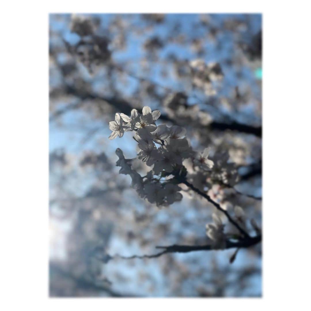 楓ゆきさんのインスタグラム写真 - (楓ゆきInstagram)「⁡ ⁡ 　　 ⁡ 　　　༶⢄春ஐたくさん感じてます 　 　 　　⁎やたら存在感ある木と 　　⁎たんぽぽ𓂃 　　⁎ツインズ🌸 　　⁎透かし❀⠜ 　　⁎可愛い群れ花　⁎小川沿いに咲いてたよー 　　⁎春関係ないけど出かけ先で見た夕陽⠜ 　　⁎三日月みたいにとれた植木☾☽☾☽ ⁡ 　　 ⁡ ⁡ ⁡ #春満喫 #日常のうらら」4月6日 10時53分 - yuki_kaede.tan