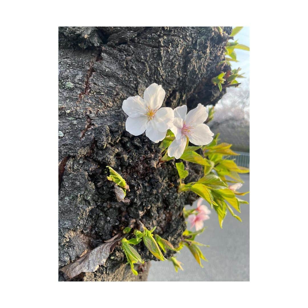 楓ゆきさんのインスタグラム写真 - (楓ゆきInstagram)「⁡ ⁡ 　　 ⁡ 　　　༶⢄春ஐたくさん感じてます 　 　 　　⁎やたら存在感ある木と 　　⁎たんぽぽ𓂃 　　⁎ツインズ🌸 　　⁎透かし❀⠜ 　　⁎可愛い群れ花　⁎小川沿いに咲いてたよー 　　⁎春関係ないけど出かけ先で見た夕陽⠜ 　　⁎三日月みたいにとれた植木☾☽☾☽ ⁡ 　　 ⁡ ⁡ ⁡ #春満喫 #日常のうらら」4月6日 10時53分 - yuki_kaede.tan