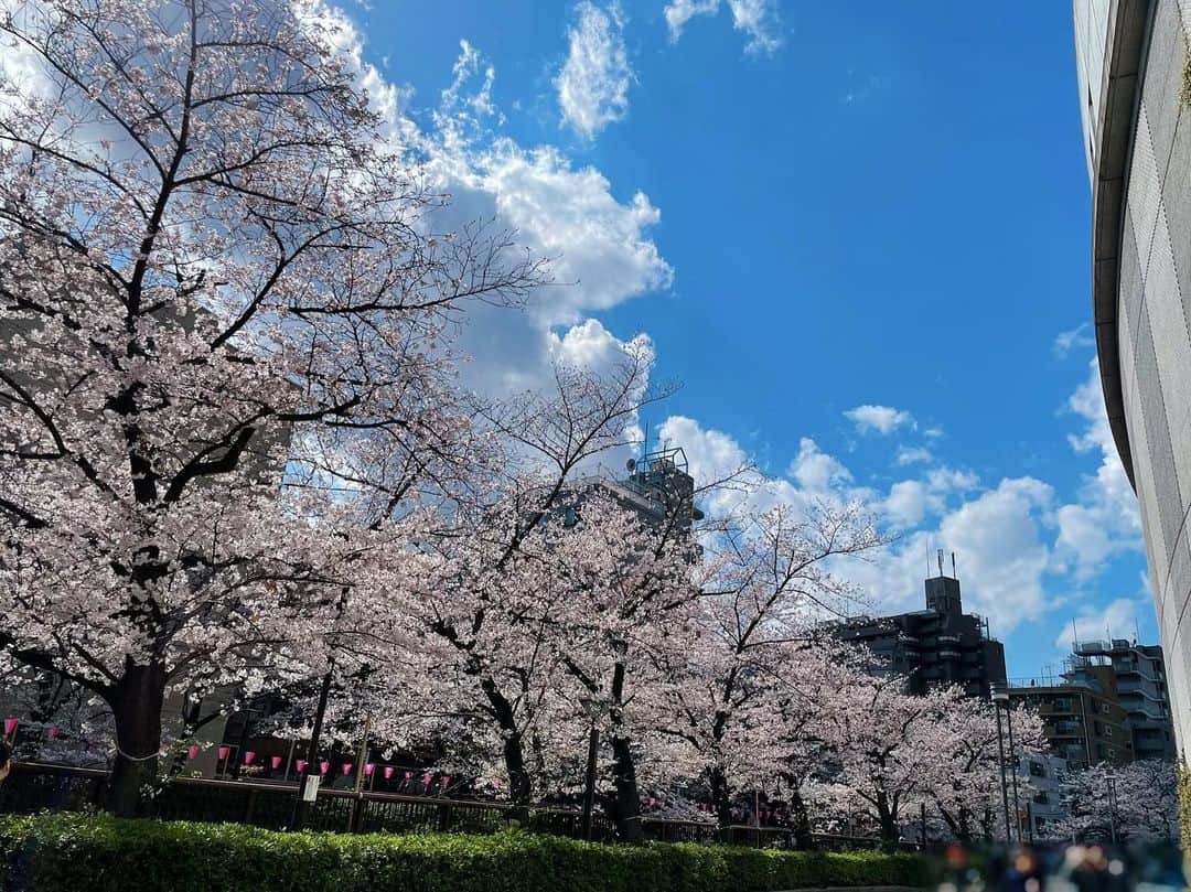 渕上舞のインスタグラム：「今年も綺麗な桜が見れて良かった🌸 気温もどんどん暖かくなる〜春ですね〜  #桜  #中目黒」