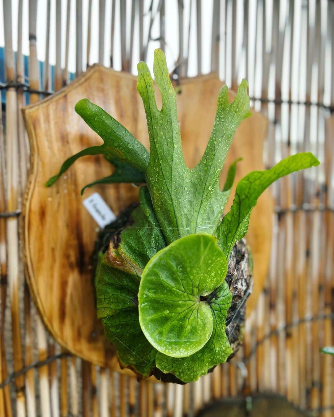 金成公信さんのインスタグラム写真 - (金成公信Instagram)「グランデちゃん1号2号の貯水葉が急速に展開し始めましたね。嬉しいですね^ ^ #ビカクシダ #グランデ #貯水葉 #platycerium」4月6日 11時28分 - bonsai_chiba