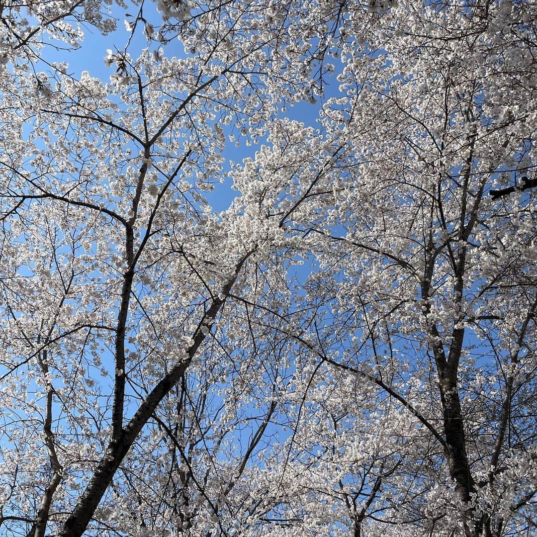 Boojilのインスタグラム：「🌸先日、こどもの春休み期間に長野に移住した友達に会いに行った。高校時代から特別な仲のみっちゃん。 @v.mm_sewing   午前中、思い立って電話して「みっちゃん〜、春休みだから泊まりに行ってよかったりする？」  不眠11日目、初めて心療内科に行く途中、わたしのメンタルは動揺していて、多分あと何日か眠れなかったらピンチだったように思う。そんな時、センサーが働いたように、滅多に電話をしてこないみっちゃんが電話をくれたのだった。「いま、すぐに長野に来て！」バスを利用すれば夕方の便で長野までは行けた。薬に頼るより、わたしに頼って、この土地があなたを癒すよって。でもその日は冷静に病院にまずはお世話になり薬を処方いただいて家路についた。  母であるわたしが自分で精一杯になると、こどもたちのケアもなかなか上手にできない。春休みというのに、なんにもプラン立てしてあげられなかったわたしを、みっちゃんはその電話ですぐに迎えることを了承してくれた。  車で3時間ちょっと。東京の無機質なビル群を抜け長野に近づくとちらほら満開の桜の樹が目線の先に見える。透き通った水色の空、途中SAによるだけで、空気の良さに気づく。東京から田舎にくるといつも感じるのは、呼吸することがじわじわとどこかを埋めるように栄養になっていること。  わたしは夫とこどもたちを乗せ、ひとりで運転し彼女の家に到着。すっかりあたりは暗くなりはじめていて、お腹も空き始めた。  みっちゃんはわたしの高校時代からの親友で、この数年で自分が着たい服を作り始めたことをきっかけに、こだわりのリトアリアリネンだけを使用した、一度袖を通したら絶対ファンになる素敵なお洋服を作っている、自慢の友達だ。  ちょうど大阪での展示会前で慌ただしい時期だったはず。それなのに3食丁寧に食事を用意してくれた。長野の松川村に移住して1年。その土地でとれた野菜のうまさに感動した。ちゃちゃっと彼女は美味しい料理をつくる。彩りも綺麗で優しい優しい丁寧なごはんだった。愛が詰まってるごはんは特別美味しい。  みっちゃんの旦那の松本くんは朝から枝広いがてら山にいこぜ。と、わたしたちを散策に連れていってくれた。  「自然に囲まれた場所にいると、歩くたびに聞こえる落ち葉のカサカサという音とか、樹々が風に揺れるサワサワした音、鳥の声、目から耳、身体全体で感じる情報がたくさんある。だからいろんなこと忘れるだろ。心が豊かになるんだよ。余計なことは考えなくて良くなる。」  それは本当だった。人工的に作られた都市の公園は人の数もかなり多い。手付かずの自然に  囲まれる機会をそういえばしばらくとっていなかったように思う。  みっちゃん家に帰り、 相変わらず美味しい食事をいただいて、こどもを風呂に入れ、大人だけで話した。  "「back to the basic」基本に戻って良いグルーブ感じた方向に向かえよ。 過去にこだわるな、今、これからの未来を見て動け。"  精悍な顔つきでわたしに話す彼はなかなか眩しかった。彼も彼で移住前は大きな数字を動かす社長業をしていて、失敗も経験もして全部手放してここまでやってきた。相当な覚悟と勇気、そして希望があるはずだ。  こうして急な頼みにも嫌な顔ひとつせず、なんならに2泊していったらって。全部まとめてこうやって迎え入れてくれる友達がいることが本当にありがたい。  長野は桜が満開で、ただ散歩をしているだけで満ちている自分の内側に気づく。なにもしたくなるなるような感覚もあって、草の上でただ風にそよぐ樹々を眺めていた。  こどもは松ぼっくりや花びらを集めて、おままごとをし始める。わたしにお花でできたらスパゲッティをご馳走してくれた。  落ちていた棒を両手に持って、兄弟で戦いごっこが始まる。  ここには、こどもが大好きな、おもちゃやゲームはない。当たり前なんだけど、なんにもないっていいんだよねって。わかっているんだけど、最近そういう時間がちょっと足りてなかった。  わたしは絵描きで母で妻で女性だし、人間だけど、やっぱり動物なんだよね。  本来いた場所に還る時、嬉しいのはそういう野生の心がまだ自分の真ん中にあるからだと思う。  いろんな価値観に縛られて、しばらくがんじからめになっていたんだろう。母だから、家族だから、こうじゃなくっちゃって、頑張らなくちゃって、ずーっとずーっとやってきたけど、ここにきて学んだな。  頑張らなくちゃいけないって、誰が決めたのさ。楽しもうね、人生一度きりだから。  最後に、愛してるよ。みっちゃん @v.mm_sewing  そしてBIG HUG 松本くん👍👍👍」