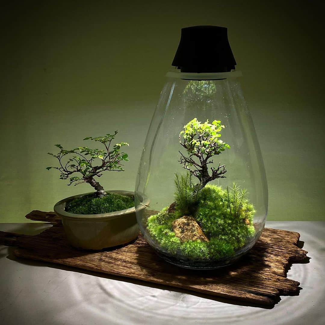 のインスタグラム：「Mosslight   ニレケヤキ  #mosslight #モスライト #terarium#テラリウム #moss#コケ #小盆栽 #ミニ盆栽#bonsaitree #minibonsai」