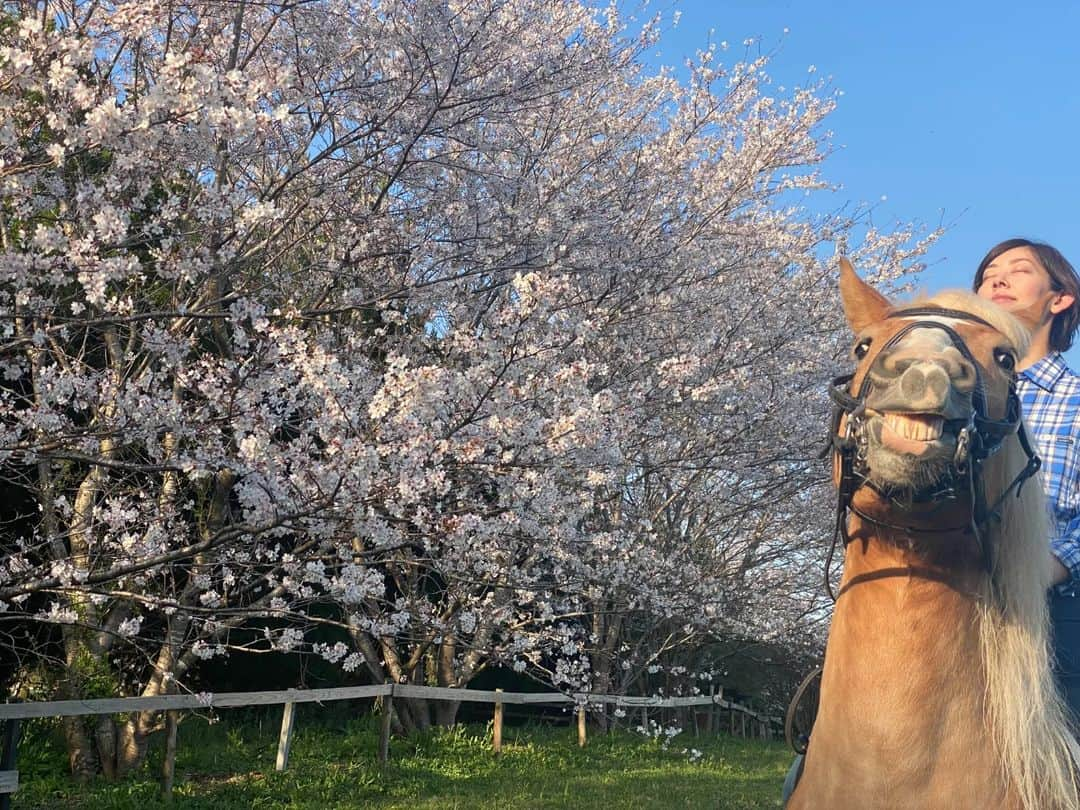 佐藤藍子さんのインスタグラム写真 - (佐藤藍子Instagram)「皆様、こんにちは😌  先程、先走ってポチっと押して投稿してしまったようですw うふふふふ  2023年の、ぽっくる🐴と桜🌸  今年は咲くの早かったー でも、我が家はまだ咲いてます🌸  花粉症だけでなく、春は桜や鳥のさえずり、草の新芽など、嬉しい訪れもたくさんありますね🎵  いつも見て下さり、ありがとうございます🍀  藍子より  #haflinger#dressagehaflinger#pony#cherryblossoms#cherrytree#dressagepony#cherryblossoms&haflinger#cherryblossoms&pony#aikosato#佐藤藍子」4月6日 11時40分 - sato_aiko_official