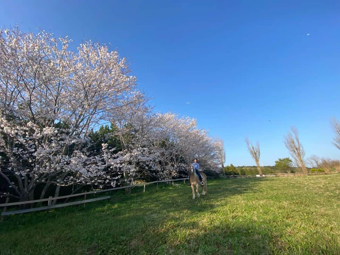 佐藤藍子さんのインスタグラム写真 - (佐藤藍子Instagram)「皆様、こんにちは😌  先程、先走ってポチっと押して投稿してしまったようですw うふふふふ  2023年の、ぽっくる🐴と桜🌸  今年は咲くの早かったー でも、我が家はまだ咲いてます🌸  花粉症だけでなく、春は桜や鳥のさえずり、草の新芽など、嬉しい訪れもたくさんありますね🎵  いつも見て下さり、ありがとうございます🍀  藍子より  #haflinger#dressagehaflinger#pony#cherryblossoms#cherrytree#dressagepony#cherryblossoms&haflinger#cherryblossoms&pony#aikosato#佐藤藍子」4月6日 11時40分 - sato_aiko_official