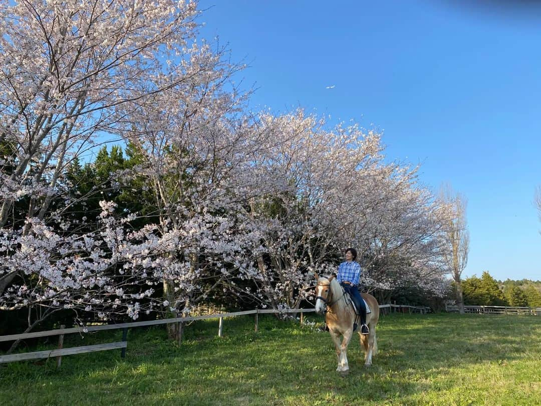 佐藤藍子さんのインスタグラム写真 - (佐藤藍子Instagram)「皆様、こんにちは😌  先程、先走ってポチっと押して投稿してしまったようですw うふふふふ  2023年の、ぽっくる🐴と桜🌸  今年は咲くの早かったー でも、我が家はまだ咲いてます🌸  花粉症だけでなく、春は桜や鳥のさえずり、草の新芽など、嬉しい訪れもたくさんありますね🎵  いつも見て下さり、ありがとうございます🍀  藍子より  #haflinger#dressagehaflinger#pony#cherryblossoms#cherrytree#dressagepony#cherryblossoms&haflinger#cherryblossoms&pony#aikosato#佐藤藍子」4月6日 11時40分 - sato_aiko_official