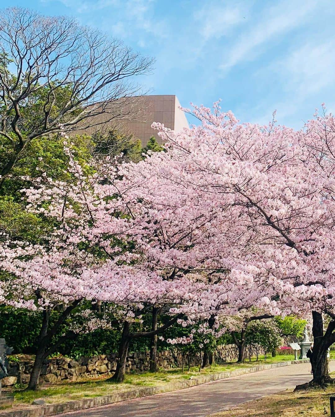 沙月愛奈さんのインスタグラム写真 - (沙月愛奈Instagram)「⁡ ⁡ コンサートの朝に小倉城のお散歩。 夜桜もいいけど、やっぱり青空に桜が映えるから昼間の桜の方が好き。   #小倉城  #桜まつり  #朝散歩  #青空と桜」4月6日 11時48分 - satsuki_aina_ayumi