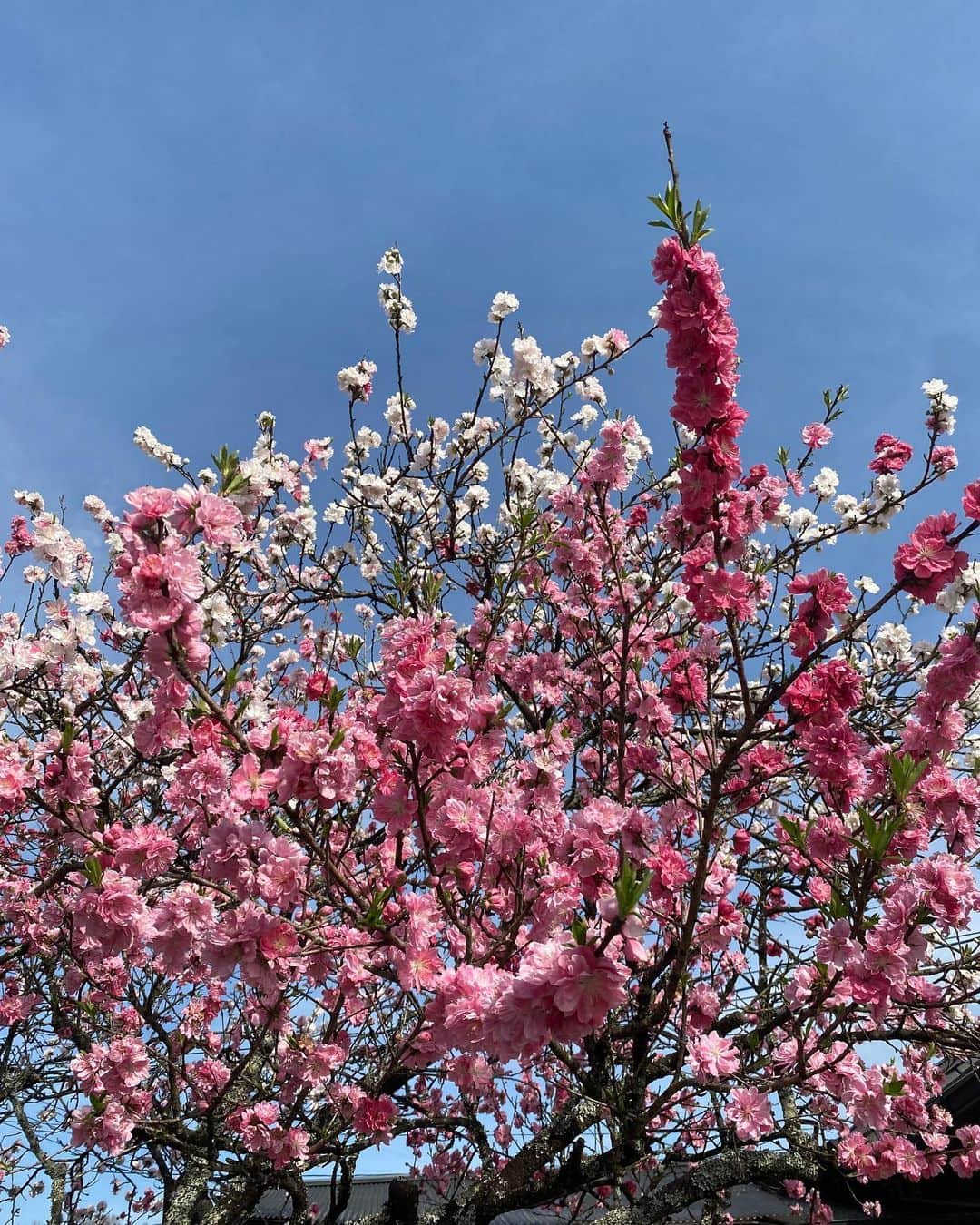 松田 美奈子のインスタグラム：「🌸 ____  薄ピンクと濃いピンクの混ざった木 桜？  #桜 #ドライブ #cherryblossom」