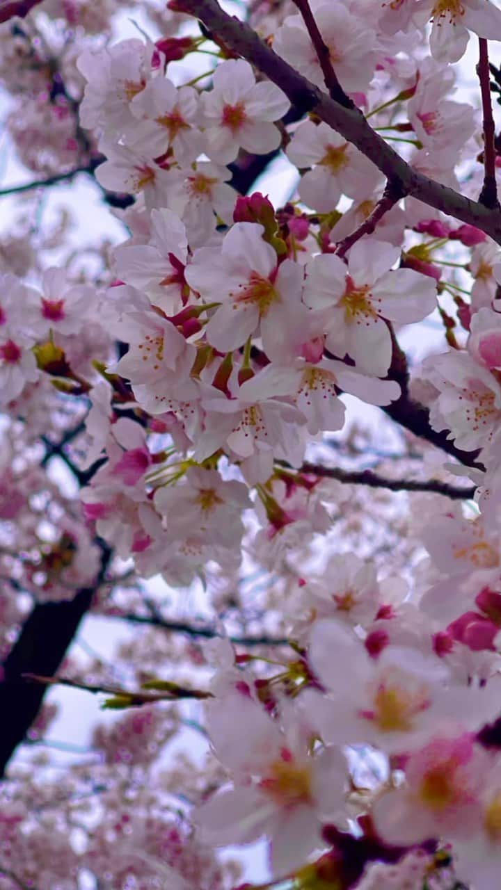 三津谷亮のインスタグラム：「・ ・  横浜・桜木町  時間と共に忘れていってしまう記憶。  皆さんの心のカメラロールにも残りますように。。  ・ ・ #328組 #桜 #横浜 #桜木町」