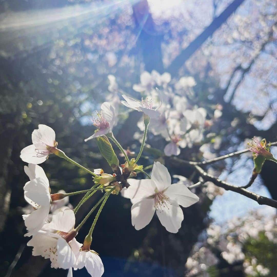 荒木宏文のインスタグラム：「充分楽しませてもらった🌸 ありがとう」