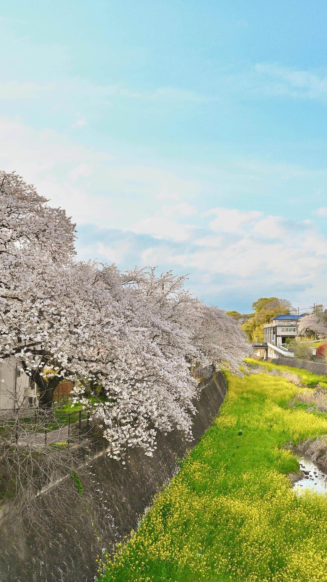 MEGのインスタグラム：「東京・立川市にある、桜並木が続く“残堀川の桜並木”🌸 今まで見た中で1番綺麗。  📍東京都昭島市中神町(残堀川遊歩橋)  #桜 #桜スポット #日本絶景 #日本 #立川  #東京観光 #桜並木 #残堀川  #cherryblossom #japan」