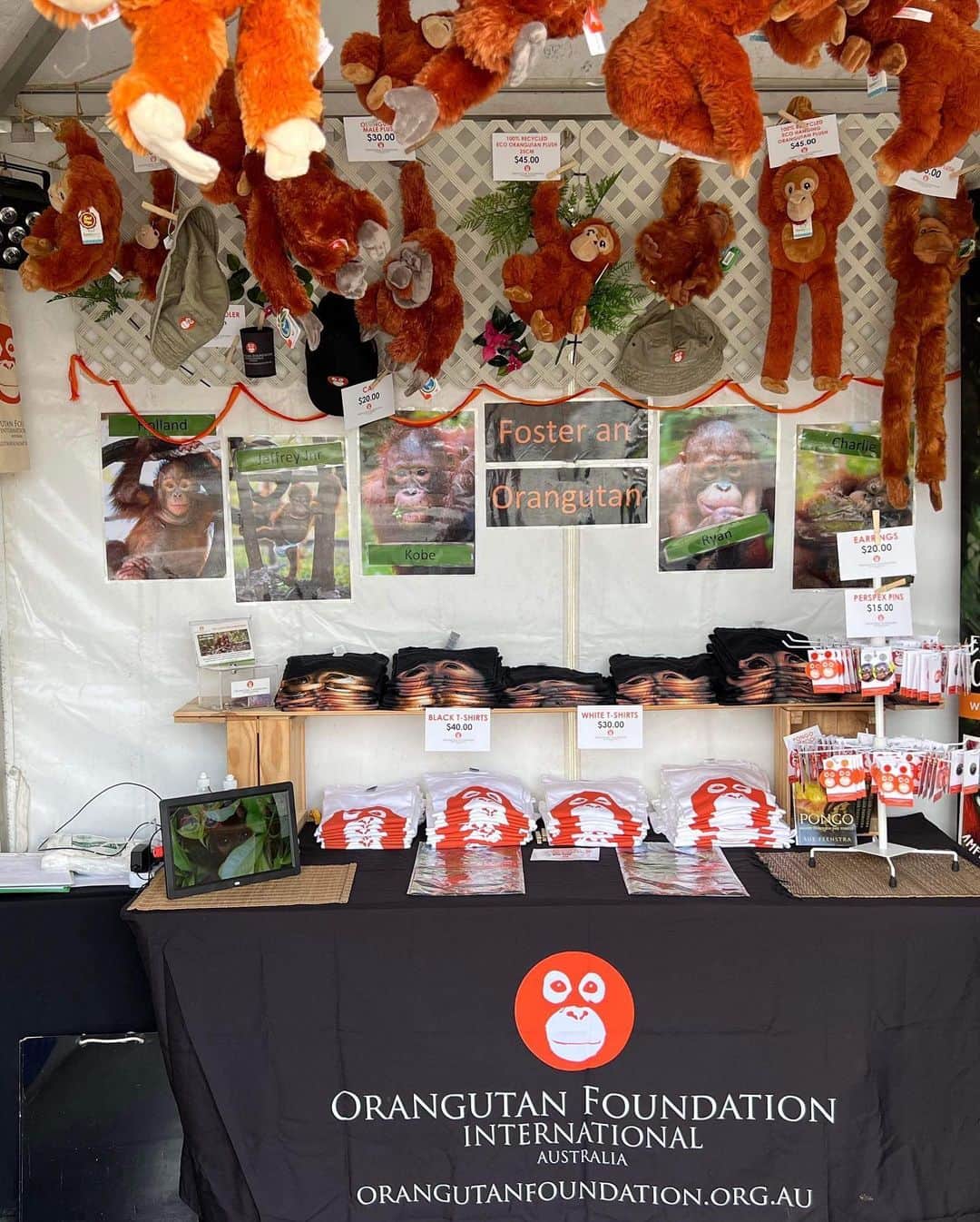 OFI Australiaさんのインスタグラム写真 - (OFI AustraliaInstagram)「We’re so excited! We’re all set up and ready to go. If you’re coming to Bluesfest in Byron Bay this Easter please come visit our market stall and say hi. We’re right opposite the Delta stage. We’ve got tons of fabulous orangutan merchandise for sale - plush toys, t-shirts, headwear, bags, drinkware, jewellery and more. Or you can foster a gorgeous orphan orangutan. All proceeds help us in our fight to save orangutans.  #ofibluesfest2023 #bluesfestbyronbay #bluesfest2023 #orangutanmerchandise #saveorangutans #fosteranorangutan #orangutanfoundationinternational」4月6日 13時22分 - ofi_australia
