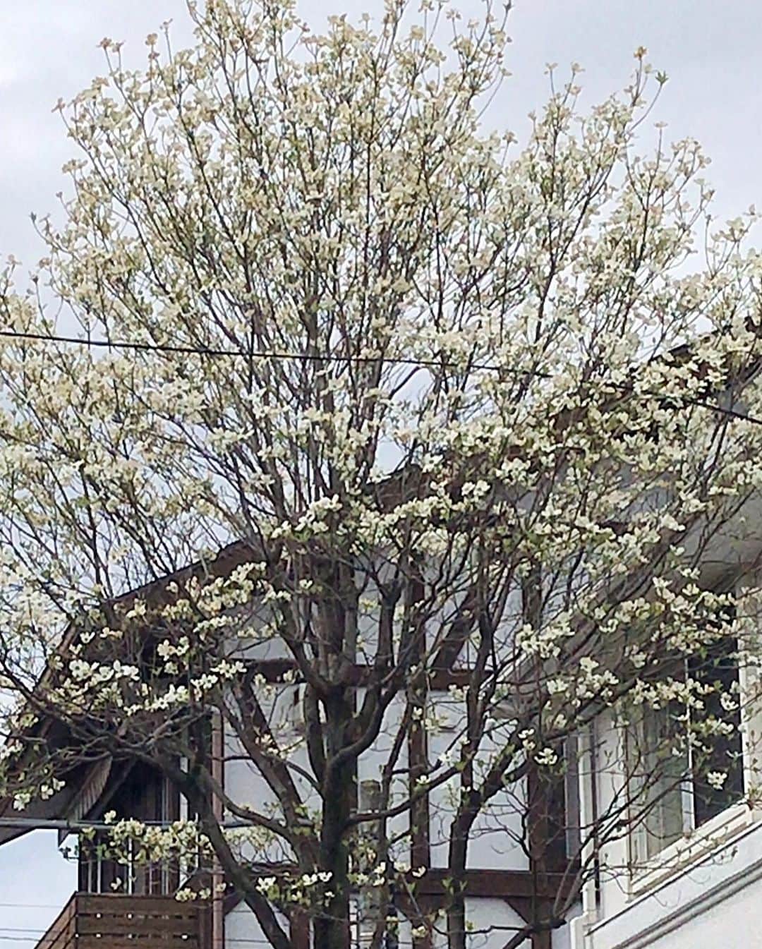 小川知子さんのインスタグラム写真 - (小川知子Instagram)「風が強いけど暖かくて気持ちがいい。  もうハナミズキですねー。 可愛くて大好き💕 遅咲きの八重桜が綺麗🌸🌸 真っ赤なレッドロビンも鮮やかで好き❤️  思わず車を停めてパチリ📱  春は成長の季節  私もまだ成長出来るかな〜😆  #八重桜 #ハナミズキ #レッドロビン #春 #小川知子」4月6日 13時23分 - tomoko_ogawa_
