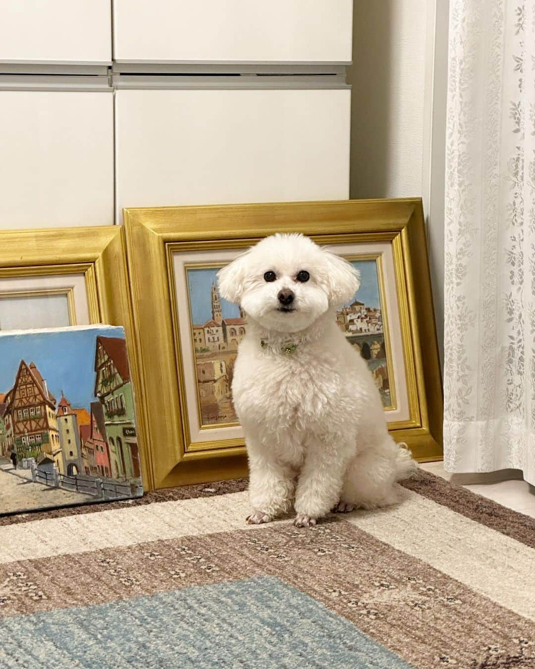 聡太郎のインスタグラム：「🐩🖼  #dog #toypoodle #painting #art #tokyo #japan #grandpa #pastelart #love #europe #おじいちゃん の #絵  #omochi #おもち  #sotaro #聡太郎 #ヤスダソータロー」