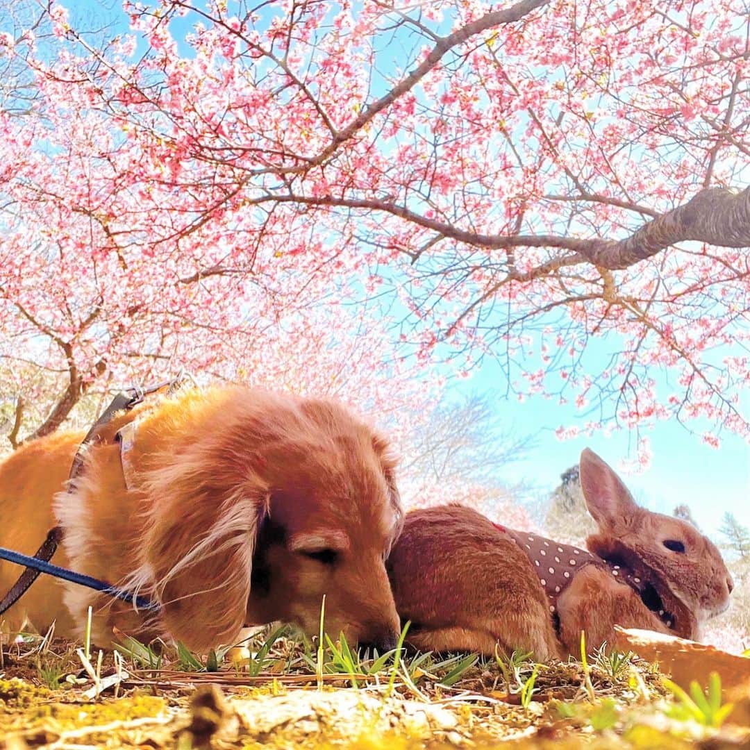 Chieko Shibutaさんのインスタグラム写真 - (Chieko ShibutaInstagram)「うじゃこ🐰です お花見🌸 10年間、毎年、この場所で、たろー🐶とお花見してたんだ🐰 11年目はボク🐰だけ ちょっと淋しい⤵︎ ボク🐰はぴょん⤴︎ぴょん⤴︎元気で公園ダッシュ💨 まだまだ楽しみます❤️ うじゃこ🐰11歳1ヶ月 たろー🐶🌈５ヶ月 たろー4月1日　15歳の誕生日 一緒に🎂食べたよ🐰✨  ✨🐰🍀🐶✨ #わんこの散歩 #dachshund #dachshunds #dachshundlove #dog #dogs #doglove #instadog #instagram #instagood #pet #pets #petsagram #cute #cutepe #cutepet #cutedog #cuteanimals #likes #smile #rabbit #ラビット #ミニュチュア #ミニュチュアダックス  #ミニュチュアダックスフント #うさぎ部 #うさぎ #ダックス #ダックスフンド#会いたい」4月6日 13時39分 - chieko.81