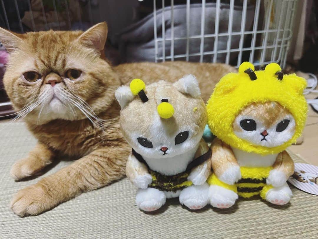 服部彩香のインスタグラム：「お花見には行けなかった可愛い猫さん🐱 . #エキゾチックショートヘア #ねこ #ねこすたぐらむ  #ねこのいる生活  #ねこのいる暮らし #猫好きさんと繋がりたい #mofusand」