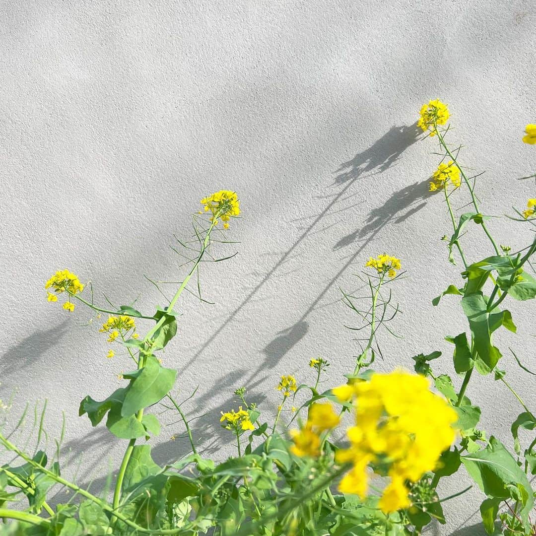 夏焼雅さんのインスタグラム写真 - (夏焼雅Instagram)「🧚🏻‍♀️🌷✨🤍  可愛いお花🌼  と。  大好きなポキ🥣」4月6日 14時38分 - miyaaa0825
