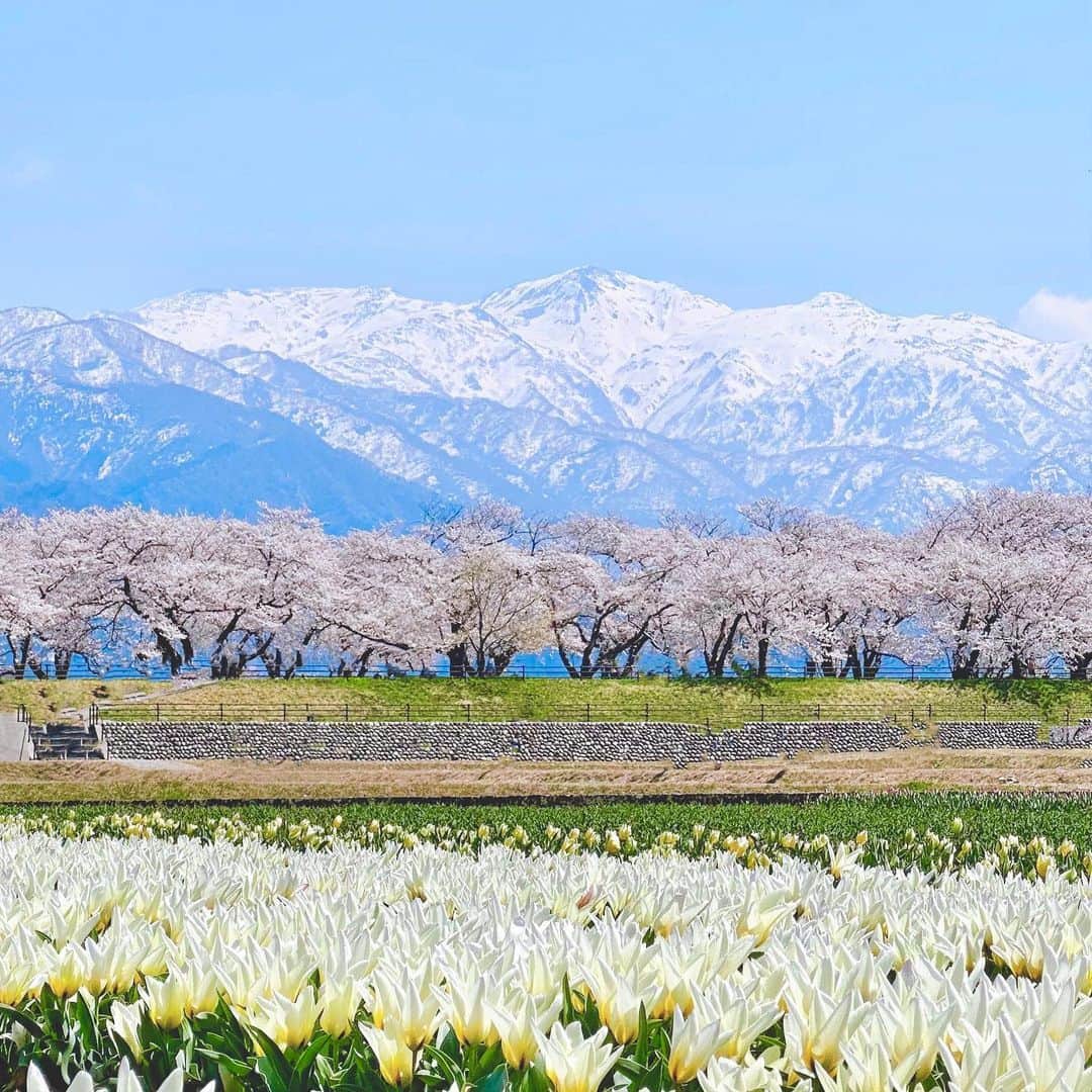 佐倉知里のインスタグラム：「富山旅行❁⃘*.ﾟ  桜満開の初富山県へ♡  #春の四重奏 🌸🌷 菜の花が咲いてなくて緑を含めての四重奏でしたが☺️ (菜の花咲いた時には桜散ってる...？) とにかく綺麗。 山脈が....圧巻過ぎました✨ 山ってこんなに神秘的なんですね。  桜のスポットは色々あったのですが、 山脈が一緒に見られるここに行って本当によかったです🤍 富山県は桜が本当に多い😳 街中の至る所に桜が咲いていて移動中もハッピーでした🌸  白えび漁も解禁され、ホタルイカと白えびを楽しみに お昼は回転寿司、夜は氷見のお寿司屋さん♡ 地のものを沢山使っていて、本当に美味しくて、 氷見すごい🥹  国内はあまり旅行してこなく、 最近日本の美しさや美味しさに改めて素敵だなと思い 色んなところに行ってみたいと思っています😊  次はどこにいこうかな𓂃❁⃘𓈒𓏸            #富山#富山観光#富山グルメ#氷見#氷見グルメ#朝日町#国内旅行#桜の園#桜のトンネル#toyama#toyamaprefecture #japantravel#japantrip#japanphoto」