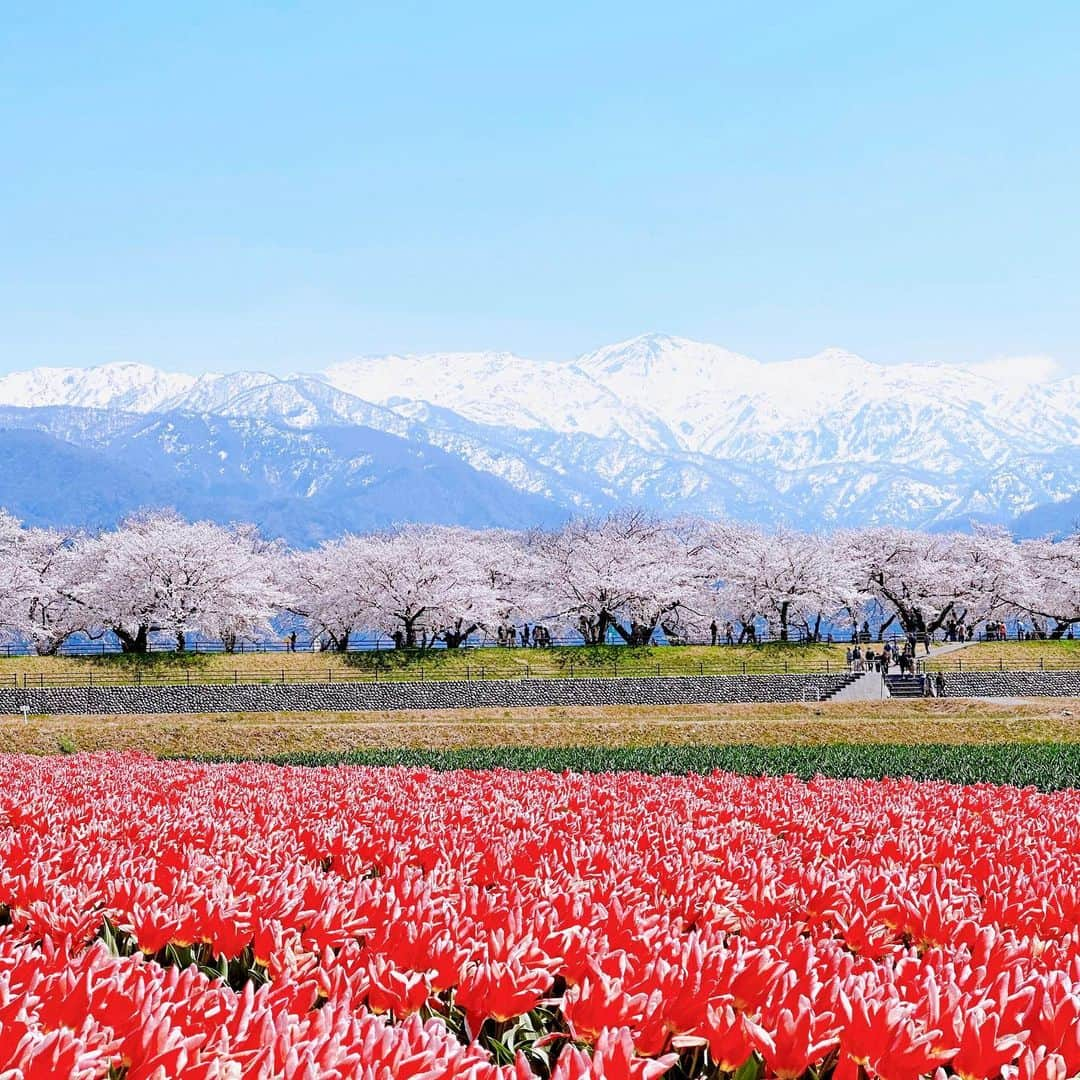 佐倉知里さんのインスタグラム写真 - (佐倉知里Instagram)「富山旅行❁⃘*.ﾟ  桜満開の初富山県へ♡  #春の四重奏 🌸🌷 菜の花が咲いてなくて緑を含めての四重奏でしたが☺️ (菜の花咲いた時には桜散ってる...？) とにかく綺麗。 山脈が....圧巻過ぎました✨ 山ってこんなに神秘的なんですね。  桜のスポットは色々あったのですが、 山脈が一緒に見られるここに行って本当によかったです🤍 富山県は桜が本当に多い😳 街中の至る所に桜が咲いていて移動中もハッピーでした🌸  白えび漁も解禁され、ホタルイカと白えびを楽しみに お昼は回転寿司、夜は氷見のお寿司屋さん♡ 地のものを沢山使っていて、本当に美味しくて、 氷見すごい🥹  国内はあまり旅行してこなく、 最近日本の美しさや美味しさに改めて素敵だなと思い 色んなところに行ってみたいと思っています😊  次はどこにいこうかな𓂃❁⃘𓈒𓏸            #富山#富山観光#富山グルメ#氷見#氷見グルメ#朝日町#国内旅行#桜の園#桜のトンネル#toyama#toyamaprefecture #japantravel#japantrip#japanphoto」4月6日 14時50分 - chisa_tiara