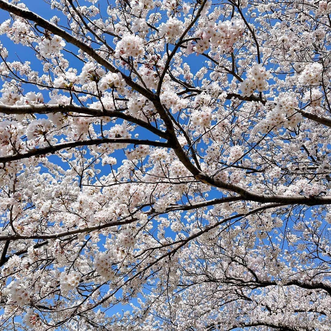 佐倉知里さんのインスタグラム写真 - (佐倉知里Instagram)「富山旅行❁⃘*.ﾟ  桜満開の初富山県へ♡  #春の四重奏 🌸🌷 菜の花が咲いてなくて緑を含めての四重奏でしたが☺️ (菜の花咲いた時には桜散ってる...？) とにかく綺麗。 山脈が....圧巻過ぎました✨ 山ってこんなに神秘的なんですね。  桜のスポットは色々あったのですが、 山脈が一緒に見られるここに行って本当によかったです🤍 富山県は桜が本当に多い😳 街中の至る所に桜が咲いていて移動中もハッピーでした🌸  白えび漁も解禁され、ホタルイカと白えびを楽しみに お昼は回転寿司、夜は氷見のお寿司屋さん♡ 地のものを沢山使っていて、本当に美味しくて、 氷見すごい🥹  国内はあまり旅行してこなく、 最近日本の美しさや美味しさに改めて素敵だなと思い 色んなところに行ってみたいと思っています😊  次はどこにいこうかな𓂃❁⃘𓈒𓏸            #富山#富山観光#富山グルメ#氷見#氷見グルメ#朝日町#国内旅行#桜の園#桜のトンネル#toyama#toyamaprefecture #japantravel#japantrip#japanphoto」4月6日 14時50分 - chisa_tiara