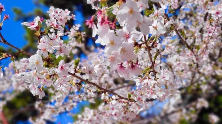 若月雅のインスタグラム：「. 3/29🐶🌸❤️ コロン・ティナ・シエルと✨ 暖かくて桜も満開でしたヽ(´▽｀)/✨ . . #お花見　#🌸 #夙川公園　#愛犬 #チワワ　#ヨークシャテリア  #doglovers #cherryblossom」