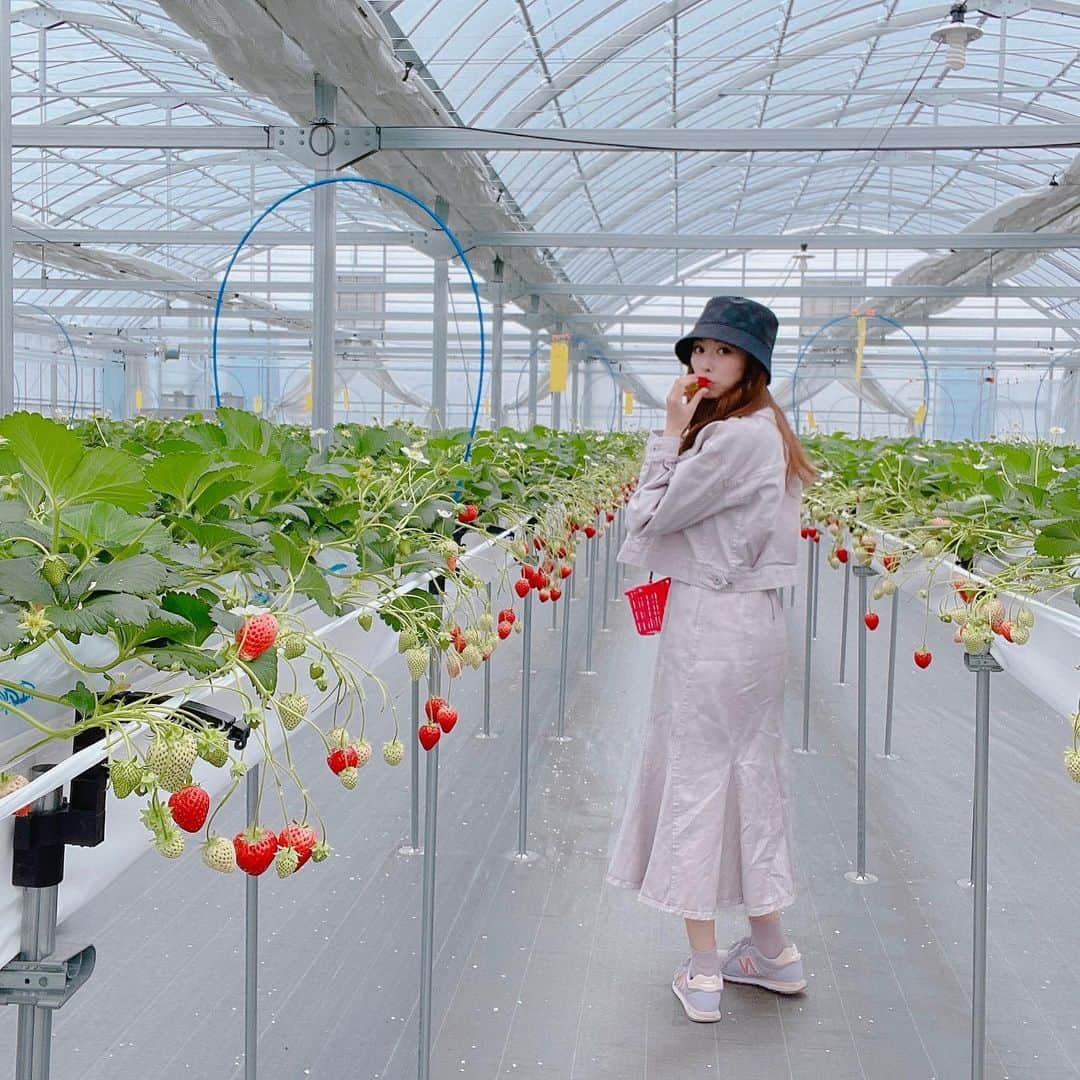 橘ゆりかさんのインスタグラム写真 - (橘ゆりかInstagram)「🍓🍓🍓 ⁡ ⁡ たのしいたのしいいちご狩り☺️❣️ ⁡ 最初の10分位はわーい！って感じやけど その後は黙々と食べ続けたよ笑 ⁡ ⁡ ⁡ ⁡ #いちご狩り #いちご #春休み #春服 #セットアップ #プロポーションボディドレッシング #プロポ #バケットハット #ヴィトン #バケハ #ニューバランス #スニーカー #苺#proportionbodydressing #louisvuitton #newbalance #strawberry #sneaker」4月7日 0時52分 - yuricalcal