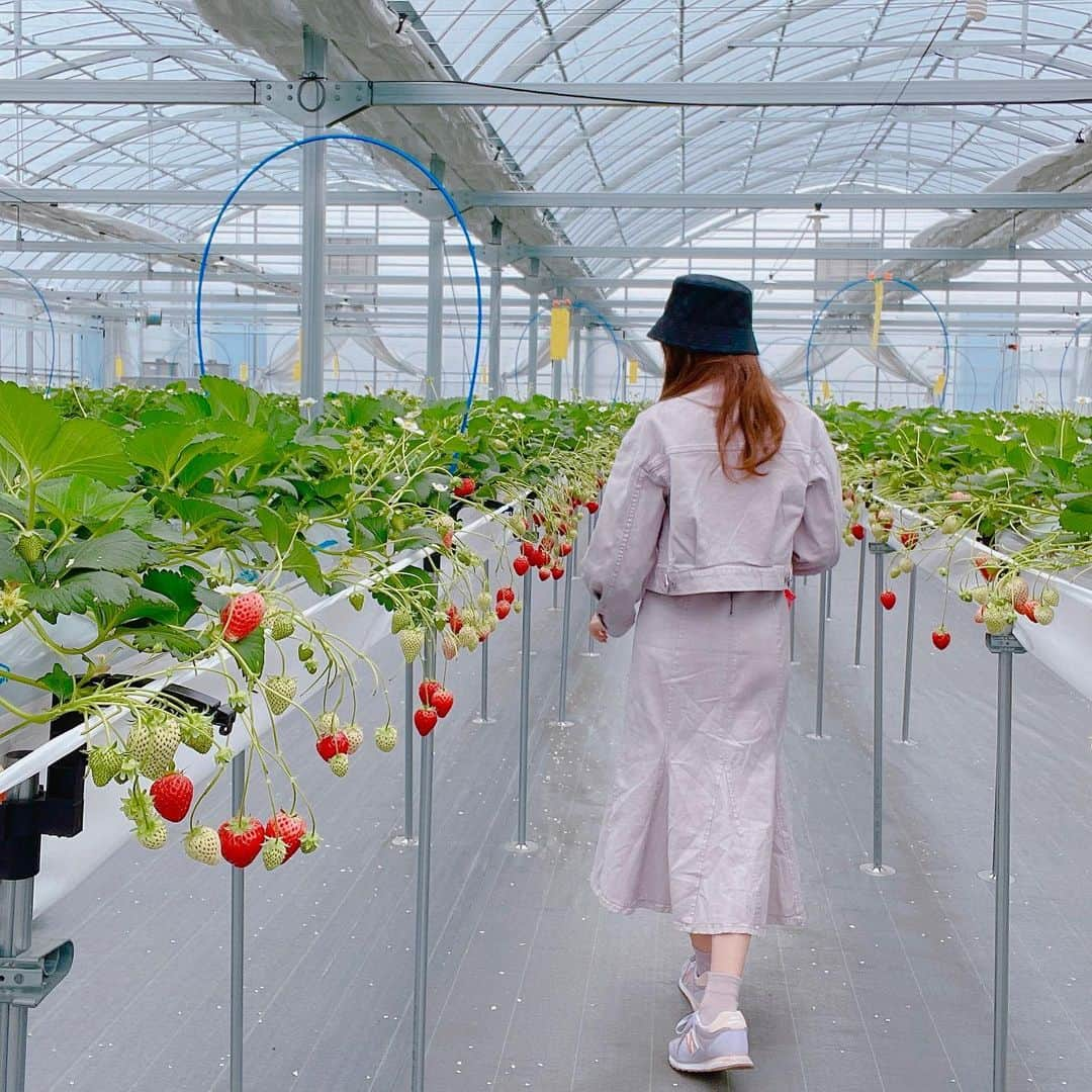 橘ゆりかのインスタグラム：「🍓🍓🍓 ⁡ ⁡ たのしいたのしいいちご狩り☺️❣️ ⁡ 最初の10分位はわーい！って感じやけど その後は黙々と食べ続けたよ笑 ⁡ ⁡ ⁡ ⁡ #いちご狩り #いちご #春休み #春服 #セットアップ #プロポーションボディドレッシング #プロポ #バケットハット #ヴィトン #バケハ #ニューバランス #スニーカー #苺#proportionbodydressing #louisvuitton #newbalance #strawberry #sneaker」