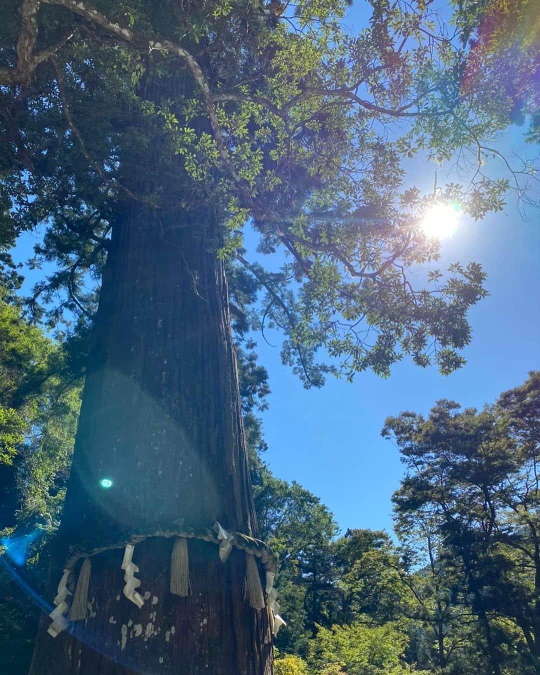 彩咲めいのインスタグラム：「🌲🌳🌲🌳 森林浴✨ 深く呼吸ができる大切な場所 心身ともにクリアになる心地のいい空間✨ 🌲🌳🌲🌳」