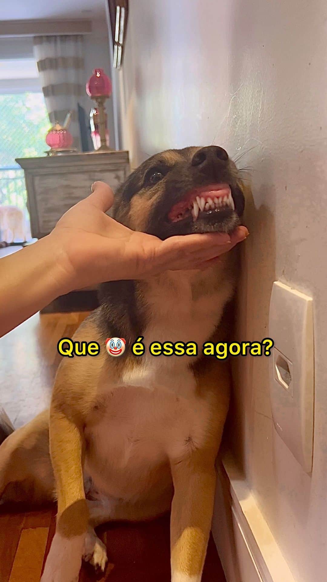 Bobのインスタグラム：「A pedidos, do storie para feed, ela, a única, perfeita and maravilhosa LADY DIPIRONAH!!!!!!! 🤣  . . . . #meme #piada #humor #cachorrosengraçados #viralata」
