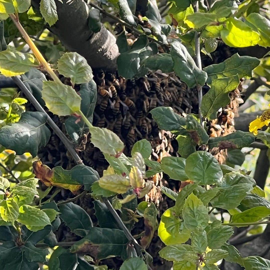 キャシー・グリフィンのインスタグラム：「Ummmmm, when you live in a small town as we do, you actually get to know the local beekeeper. You guys. We have a swarm!」
