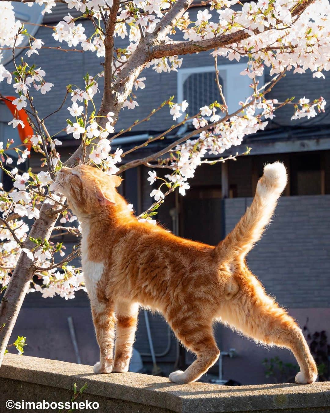 simabossnekoさんのインスタグラム写真 - (simabossnekoInstagram)「・ 春を満喫しますにゃね😽🌸 I enjoying spring to the fullest❣️ Swipeしてね←←🐾  6枚目の投稿は動画です。 The 6th post is video.  〜お知らせ〜 新作写真集「島にゃんこ」好評発売中❣️ @simabossneko と、ぺにゃんこ( @p_nyanco22 )との初共著🐾  日本の島々で7年間撮り続けてきた、島の猫さん達のとびっきりの表情やしぐさがいっぱい✨ 厳選したベストショットから初公開の作品まで、愛おしくて幸せな瞬間を集めました。  ★メルカリShopsとminne simabossneko's shopでは、サイン本を販売中🐾  お気に入りの一冊になれば嬉しく思います☺️  📘A5変形サイズ／88ページ 1,210円(税込) ワニブックス刊  販売各ショップへは @simabossneko もしくは @p_nyanco22 のプロフィールURLよりご覧いただけます。  もしくはminne、メルカリShops内にて "simabossneko's shop"と検索ください🔎 ・ ・ 【Notice】 NEW 3rd Photobook "Shima Nyanko (Island Cats)"  The book is co-authored by @simabossneko and @p_nyanco22  There are lots of wonderful photos of island cats✨  ◆The autographed books are available now at “minne simabossneko's shop“.   〜Description of the work〜 The cute cats that we have been shooting for 7 years in the islands of Japan.  From the carefully selected best shots to the first public photo, we have collected lovely and happy gestures. Kissing, cuddling, rubbing, synchronizing, playing, licking... The cats will heal you!  Please make a purchasing for this opportunity 😸🐾 The product page can be seen from the URL in the profile of @simabossneko or @p_nyanco22   ★simabossneko's shop URL https://minne.com/＠simabossneko  It is possible to purchase and ship from Taiwan, Hong Kong, the USA, Korea, etc. ※ Shipping fee will be charged separately.  📘A5 variant size / 88 pages 1,210 JPY Published by Wanibooks ・ ・  #写真集発売 #桜 #しまねこ #島猫 #ねこ #にゃんすたぐらむ #猫写真 #cats_of_world #catloversclub #pleasantcats #catstagram #meowed #ig_japan #lumixg9」4月7日 7時30分 - simabossneko