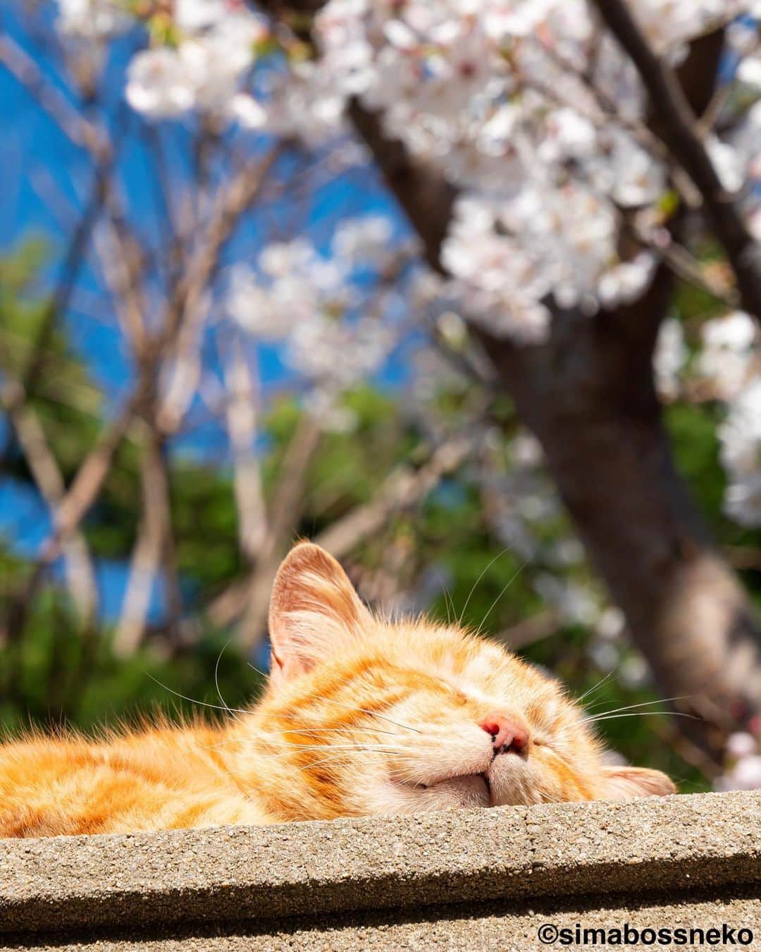simabossnekoさんのインスタグラム写真 - (simabossnekoInstagram)「・ 春を満喫しますにゃね😽🌸 I enjoying spring to the fullest❣️ Swipeしてね←←🐾  6枚目の投稿は動画です。 The 6th post is video.  〜お知らせ〜 新作写真集「島にゃんこ」好評発売中❣️ @simabossneko と、ぺにゃんこ( @p_nyanco22 )との初共著🐾  日本の島々で7年間撮り続けてきた、島の猫さん達のとびっきりの表情やしぐさがいっぱい✨ 厳選したベストショットから初公開の作品まで、愛おしくて幸せな瞬間を集めました。  ★メルカリShopsとminne simabossneko's shopでは、サイン本を販売中🐾  お気に入りの一冊になれば嬉しく思います☺️  📘A5変形サイズ／88ページ 1,210円(税込) ワニブックス刊  販売各ショップへは @simabossneko もしくは @p_nyanco22 のプロフィールURLよりご覧いただけます。  もしくはminne、メルカリShops内にて "simabossneko's shop"と検索ください🔎 ・ ・ 【Notice】 NEW 3rd Photobook "Shima Nyanko (Island Cats)"  The book is co-authored by @simabossneko and @p_nyanco22  There are lots of wonderful photos of island cats✨  ◆The autographed books are available now at “minne simabossneko's shop“.   〜Description of the work〜 The cute cats that we have been shooting for 7 years in the islands of Japan.  From the carefully selected best shots to the first public photo, we have collected lovely and happy gestures. Kissing, cuddling, rubbing, synchronizing, playing, licking... The cats will heal you!  Please make a purchasing for this opportunity 😸🐾 The product page can be seen from the URL in the profile of @simabossneko or @p_nyanco22   ★simabossneko's shop URL https://minne.com/＠simabossneko  It is possible to purchase and ship from Taiwan, Hong Kong, the USA, Korea, etc. ※ Shipping fee will be charged separately.  📘A5 variant size / 88 pages 1,210 JPY Published by Wanibooks ・ ・  #写真集発売 #桜 #しまねこ #島猫 #ねこ #にゃんすたぐらむ #猫写真 #cats_of_world #catloversclub #pleasantcats #catstagram #meowed #ig_japan #lumixg9」4月7日 7時30分 - simabossneko