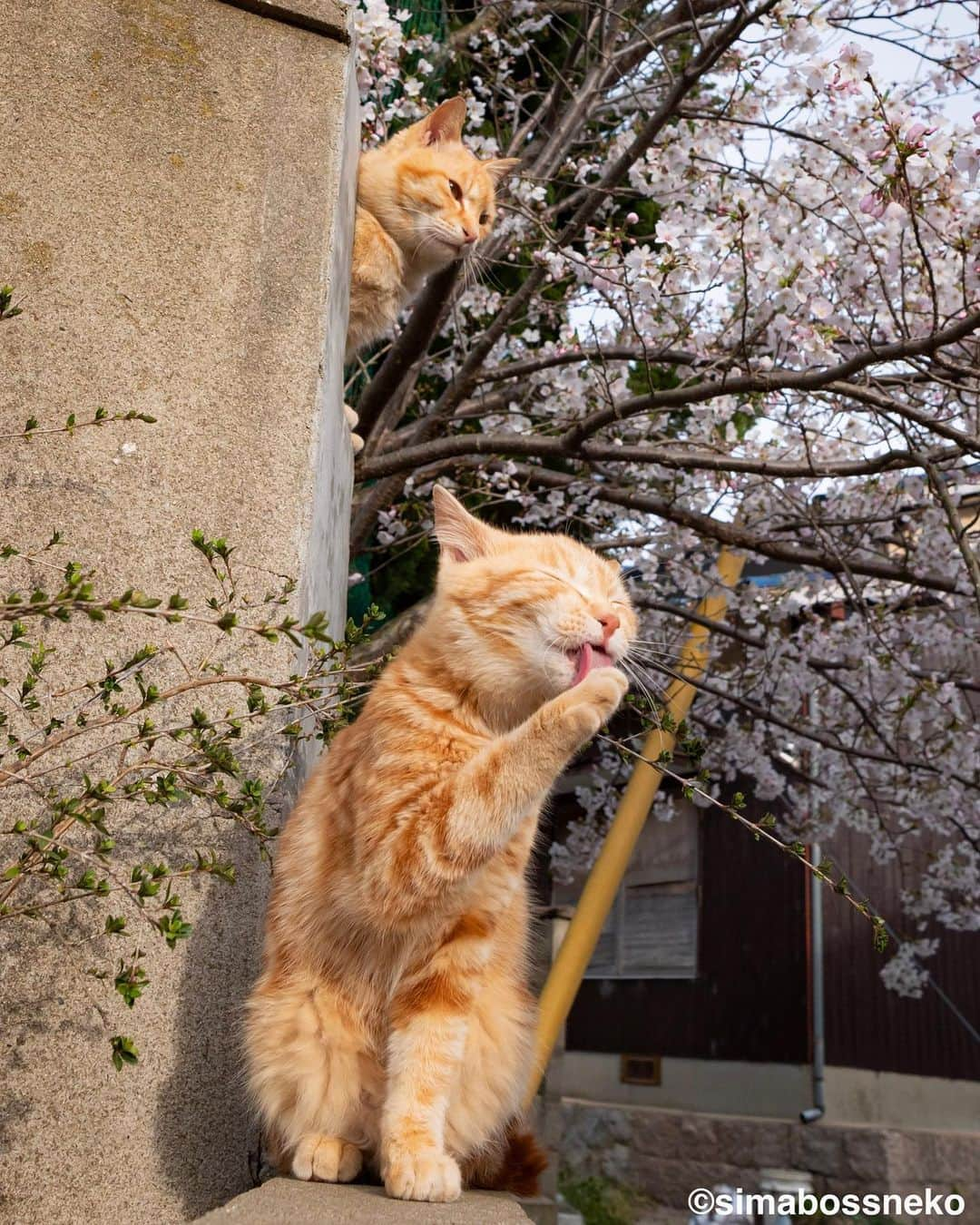 simabossnekoさんのインスタグラム写真 - (simabossnekoInstagram)「・ 春を満喫しますにゃね😽🌸 I enjoying spring to the fullest❣️ Swipeしてね←←🐾  6枚目の投稿は動画です。 The 6th post is video.  〜お知らせ〜 新作写真集「島にゃんこ」好評発売中❣️ @simabossneko と、ぺにゃんこ( @p_nyanco22 )との初共著🐾  日本の島々で7年間撮り続けてきた、島の猫さん達のとびっきりの表情やしぐさがいっぱい✨ 厳選したベストショットから初公開の作品まで、愛おしくて幸せな瞬間を集めました。  ★メルカリShopsとminne simabossneko's shopでは、サイン本を販売中🐾  お気に入りの一冊になれば嬉しく思います☺️  📘A5変形サイズ／88ページ 1,210円(税込) ワニブックス刊  販売各ショップへは @simabossneko もしくは @p_nyanco22 のプロフィールURLよりご覧いただけます。  もしくはminne、メルカリShops内にて "simabossneko's shop"と検索ください🔎 ・ ・ 【Notice】 NEW 3rd Photobook "Shima Nyanko (Island Cats)"  The book is co-authored by @simabossneko and @p_nyanco22  There are lots of wonderful photos of island cats✨  ◆The autographed books are available now at “minne simabossneko's shop“.   〜Description of the work〜 The cute cats that we have been shooting for 7 years in the islands of Japan.  From the carefully selected best shots to the first public photo, we have collected lovely and happy gestures. Kissing, cuddling, rubbing, synchronizing, playing, licking... The cats will heal you!  Please make a purchasing for this opportunity 😸🐾 The product page can be seen from the URL in the profile of @simabossneko or @p_nyanco22   ★simabossneko's shop URL https://minne.com/＠simabossneko  It is possible to purchase and ship from Taiwan, Hong Kong, the USA, Korea, etc. ※ Shipping fee will be charged separately.  📘A5 variant size / 88 pages 1,210 JPY Published by Wanibooks ・ ・  #写真集発売 #桜 #しまねこ #島猫 #ねこ #にゃんすたぐらむ #猫写真 #cats_of_world #catloversclub #pleasantcats #catstagram #meowed #ig_japan #lumixg9」4月7日 7時30分 - simabossneko