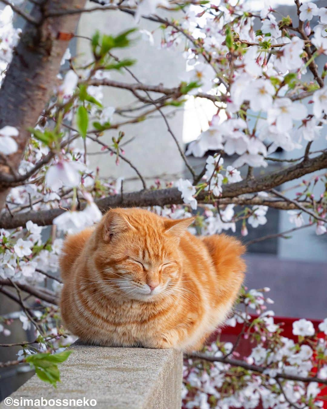 simabossnekoさんのインスタグラム写真 - (simabossnekoInstagram)「・ 春を満喫しますにゃね😽🌸 I enjoying spring to the fullest❣️ Swipeしてね←←🐾  6枚目の投稿は動画です。 The 6th post is video.  〜お知らせ〜 新作写真集「島にゃんこ」好評発売中❣️ @simabossneko と、ぺにゃんこ( @p_nyanco22 )との初共著🐾  日本の島々で7年間撮り続けてきた、島の猫さん達のとびっきりの表情やしぐさがいっぱい✨ 厳選したベストショットから初公開の作品まで、愛おしくて幸せな瞬間を集めました。  ★メルカリShopsとminne simabossneko's shopでは、サイン本を販売中🐾  お気に入りの一冊になれば嬉しく思います☺️  📘A5変形サイズ／88ページ 1,210円(税込) ワニブックス刊  販売各ショップへは @simabossneko もしくは @p_nyanco22 のプロフィールURLよりご覧いただけます。  もしくはminne、メルカリShops内にて "simabossneko's shop"と検索ください🔎 ・ ・ 【Notice】 NEW 3rd Photobook "Shima Nyanko (Island Cats)"  The book is co-authored by @simabossneko and @p_nyanco22  There are lots of wonderful photos of island cats✨  ◆The autographed books are available now at “minne simabossneko's shop“.   〜Description of the work〜 The cute cats that we have been shooting for 7 years in the islands of Japan.  From the carefully selected best shots to the first public photo, we have collected lovely and happy gestures. Kissing, cuddling, rubbing, synchronizing, playing, licking... The cats will heal you!  Please make a purchasing for this opportunity 😸🐾 The product page can be seen from the URL in the profile of @simabossneko or @p_nyanco22   ★simabossneko's shop URL https://minne.com/＠simabossneko  It is possible to purchase and ship from Taiwan, Hong Kong, the USA, Korea, etc. ※ Shipping fee will be charged separately.  📘A5 variant size / 88 pages 1,210 JPY Published by Wanibooks ・ ・  #写真集発売 #桜 #しまねこ #島猫 #ねこ #にゃんすたぐらむ #猫写真 #cats_of_world #catloversclub #pleasantcats #catstagram #meowed #ig_japan #lumixg9」4月7日 7時30分 - simabossneko