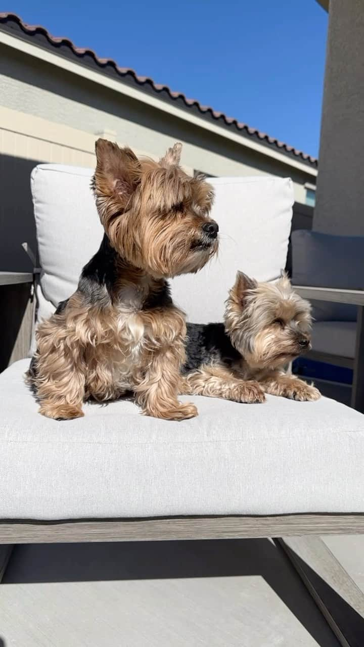 のインスタグラム：「Sammy &  Max 💭 We just chilling! 🤗☀️♥️😆🥰🥱 #JustChilling #TanningTime #SunbathingDog #DogBrothers #BrotherlyLove💙 #MyBabyBoys #HappyAlmostFriday #HappyFriyay #TanningLife #FarmersTan」