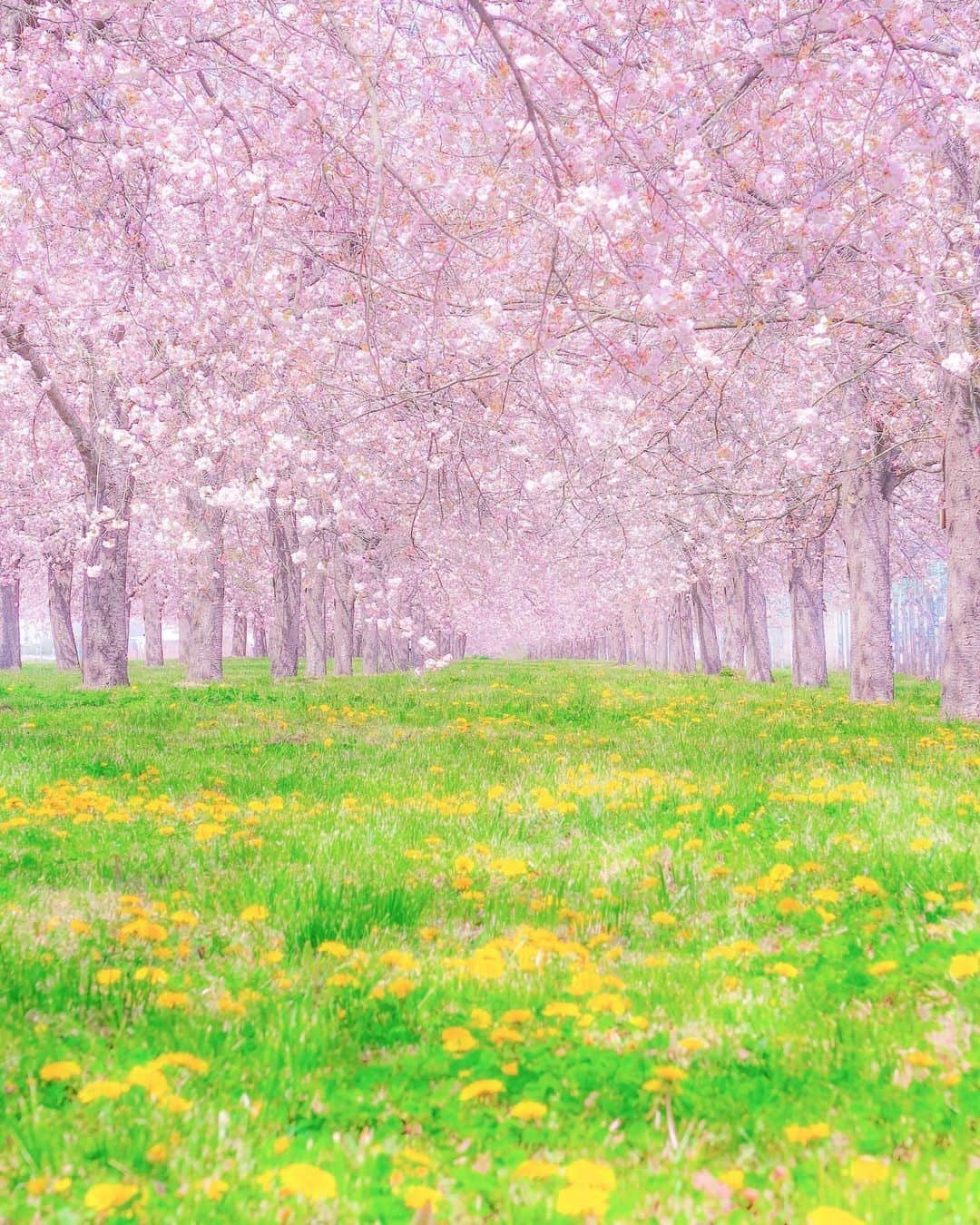 旅行メディア・じゃらん〈公式〉さんのインスタグラム写真 - (旅行メディア・じゃらん〈公式〉Instagram)「#千曲川河川公園 公園面積は約10.8haで、4kmの桜堤などが整備されています。 4月中旬から下旬にかけて菜の花や八重桜（一葉）が満開に。 . . ━━━━━━━━━━━━━━━ 📍 長野県「千曲川河川公園」 📷 @saitomokiti 📅 2021.4 ━━━━━━━━━━━━━━━ . . 素敵なお写真をありがとうございました┈✈︎ . . ☑ 新型コロナウイルス感染症拡大防止の観点から、各自治体により 地域をまたいだ移動の自粛要請等が行われています。 ご利用の際には、あらかじめ最新の情報をご確認ください。また、感染拡大の防止に充分ご配慮いただくようお願いいたします。 ☑ #jalan_travel をつけて、ぜひ今までの旅行先の思い出写真を投稿してください。このアカウントでご紹介させていただきます。(じゃらんニュースでも紹介される可能性があります） . . . . . . #いつか行きたい #じゃらん #観光 #観光地 #観光スポット #旅行 #旅行好きな人と繋がりたい #旅行好き #japantravelphoto #japantrip #japantravel #国内旅行 #絶景 #絶景スポット #誰かに見せたい景色 #誰かに見せたい風景 #長野 #長野観光 #長野旅行 #桜 #sakura #nagano」4月6日 17時35分 - jalan_net